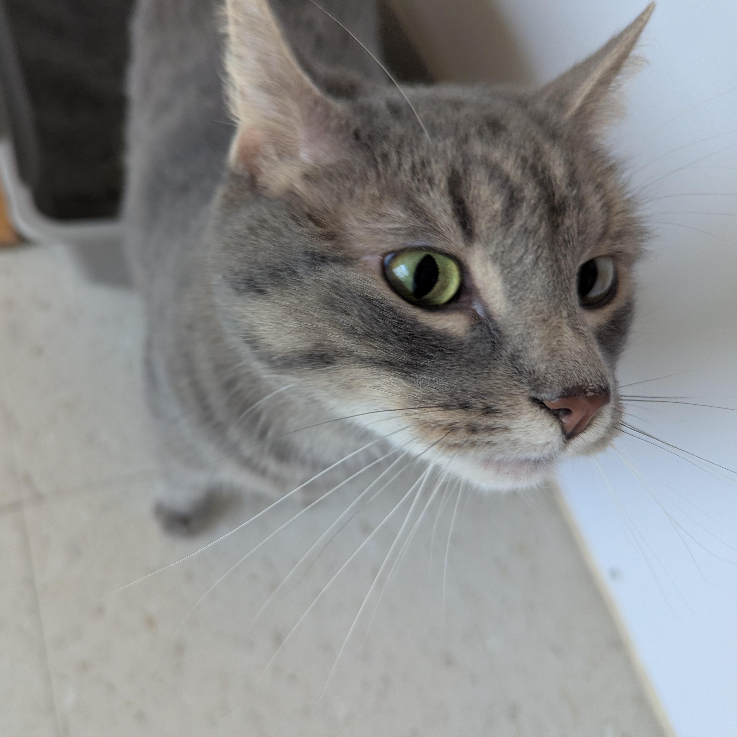 Enlarge Astro, a ADOPTABLE Domestic Short Hair in Morden, MB image 3/4