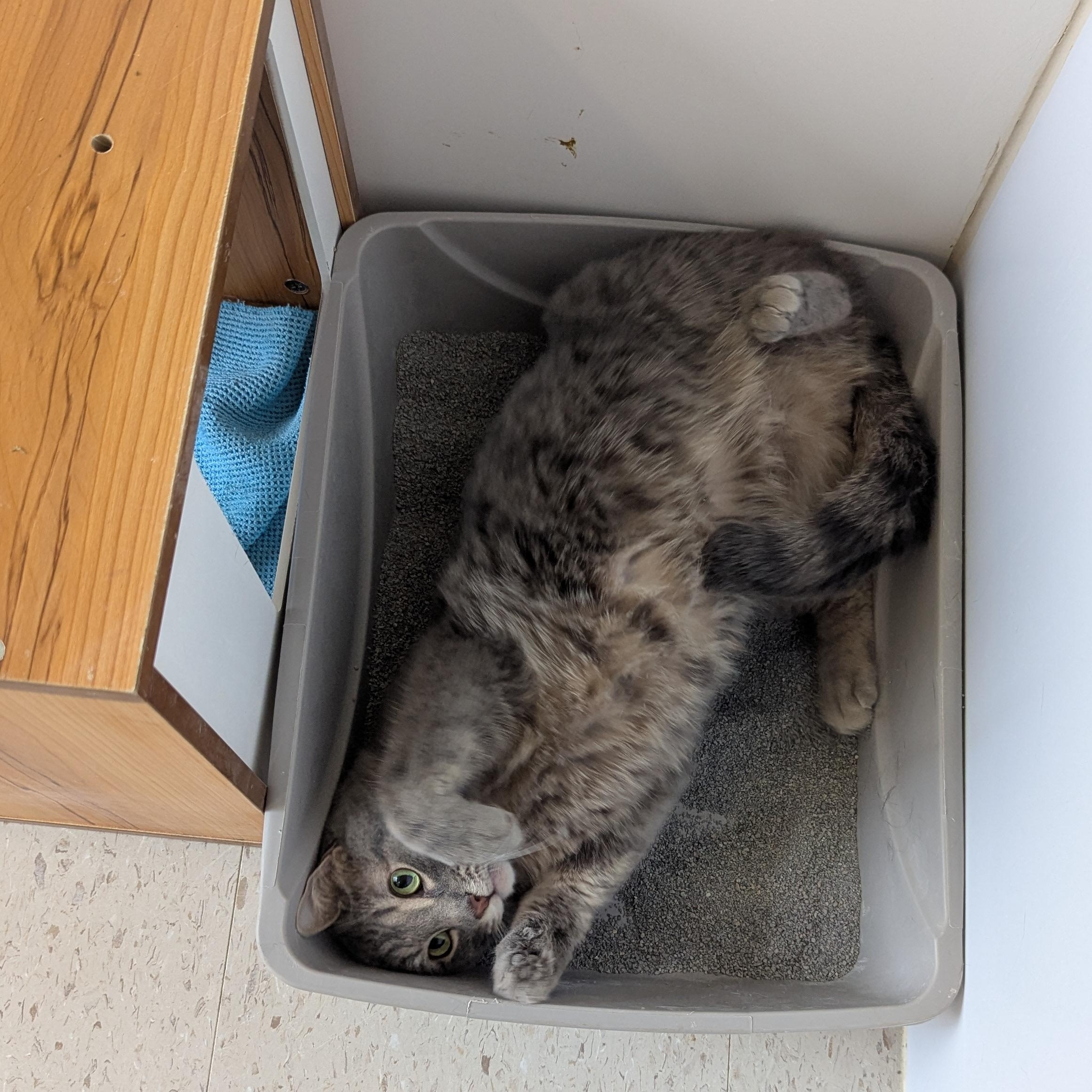 Enlarge Astro, a ADOPTABLE Domestic Short Hair in Morden, MB image 2/4