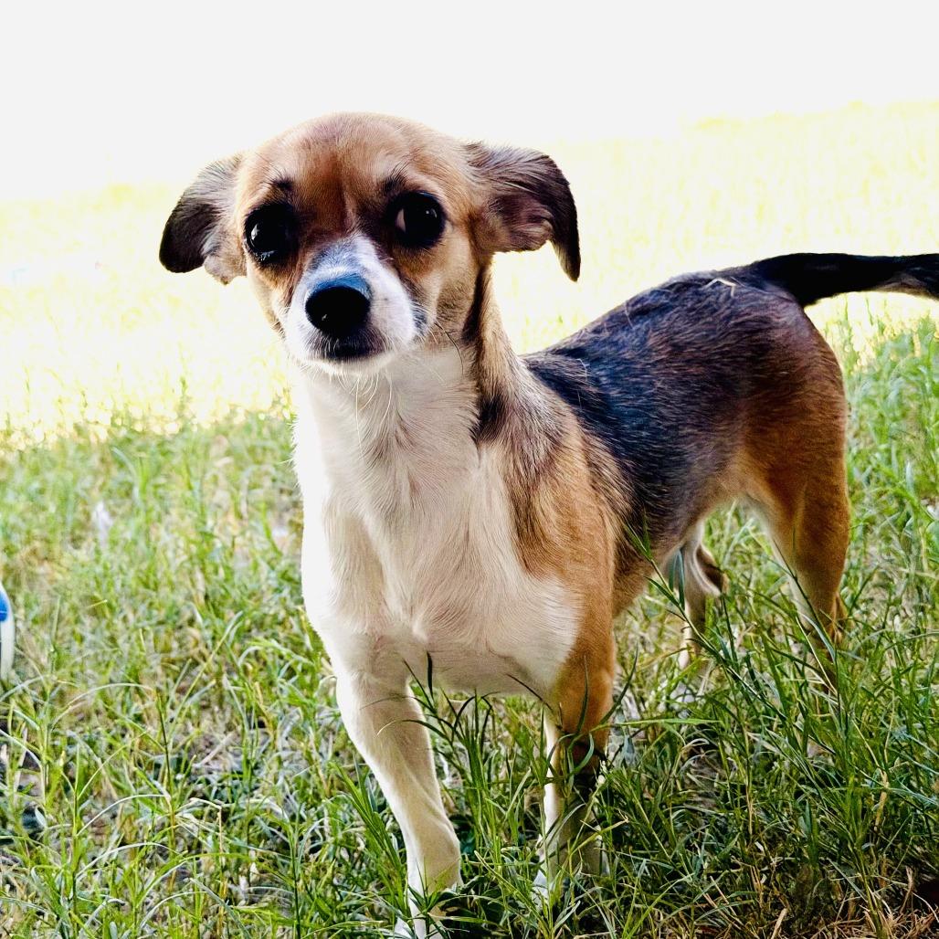 Lulu, Adoptable, Adult Female Chihuahua.