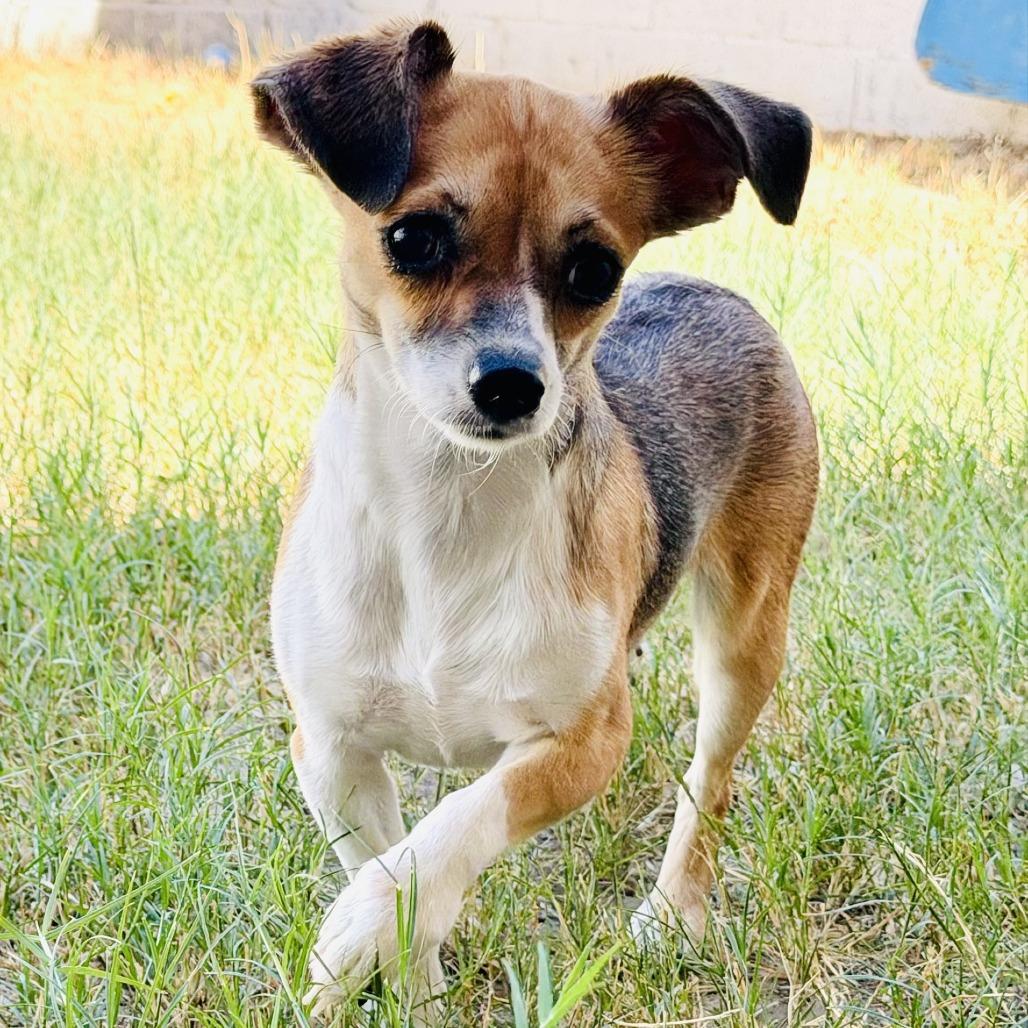 Enlarge Lulu, a Adoptable Chihuahua in Laredo, TX image 2/4