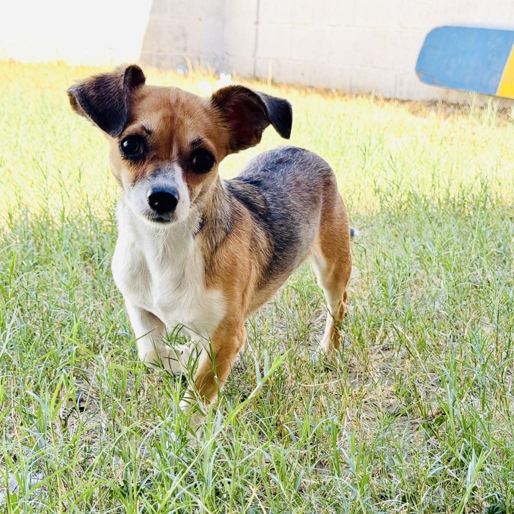 Enlarge Lulu, a Adoptable Chihuahua in Laredo, TX image 3/4