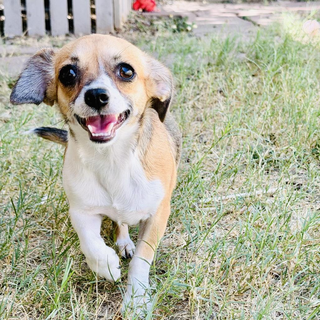 Enlarge Lulu, a Adoptable Chihuahua in Laredo, TX image 4/4