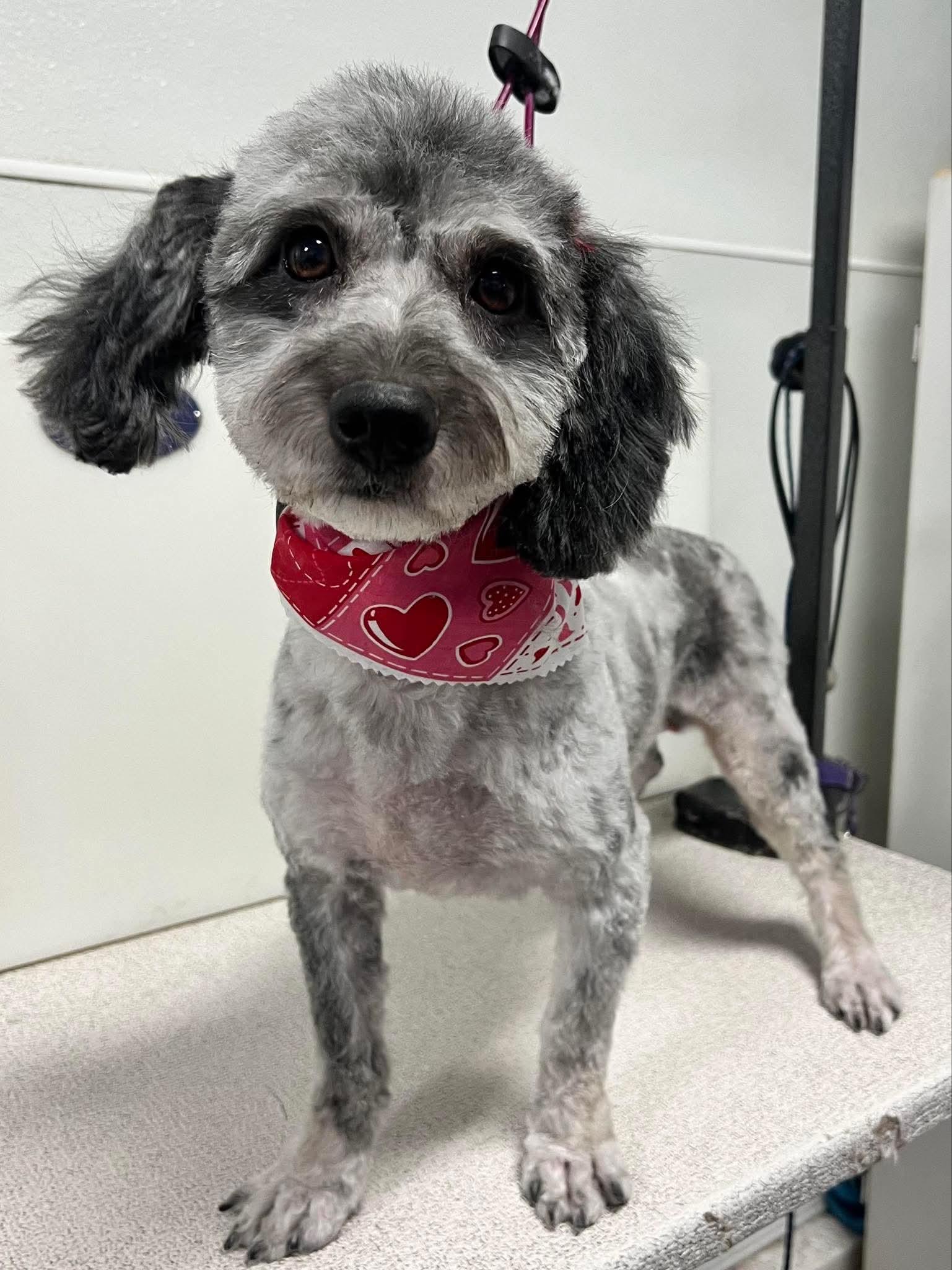 Roxie, Adoptable, Adult Female Poodle & Australian Shepherd.