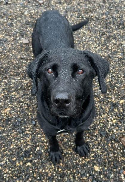 Lucy, Adoptable, Adult Female Labrador Retriever.