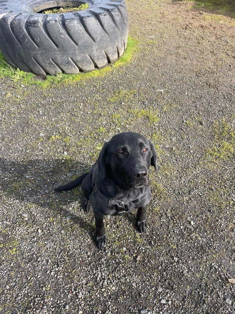 Lucy, a Adoptable Labrador Retriever in St. Helens, OR image 2/2