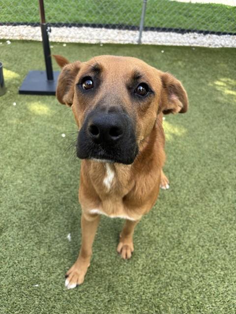 Enlarge CODY, a Adoptable mixed breed in Newton, NC image 1/1