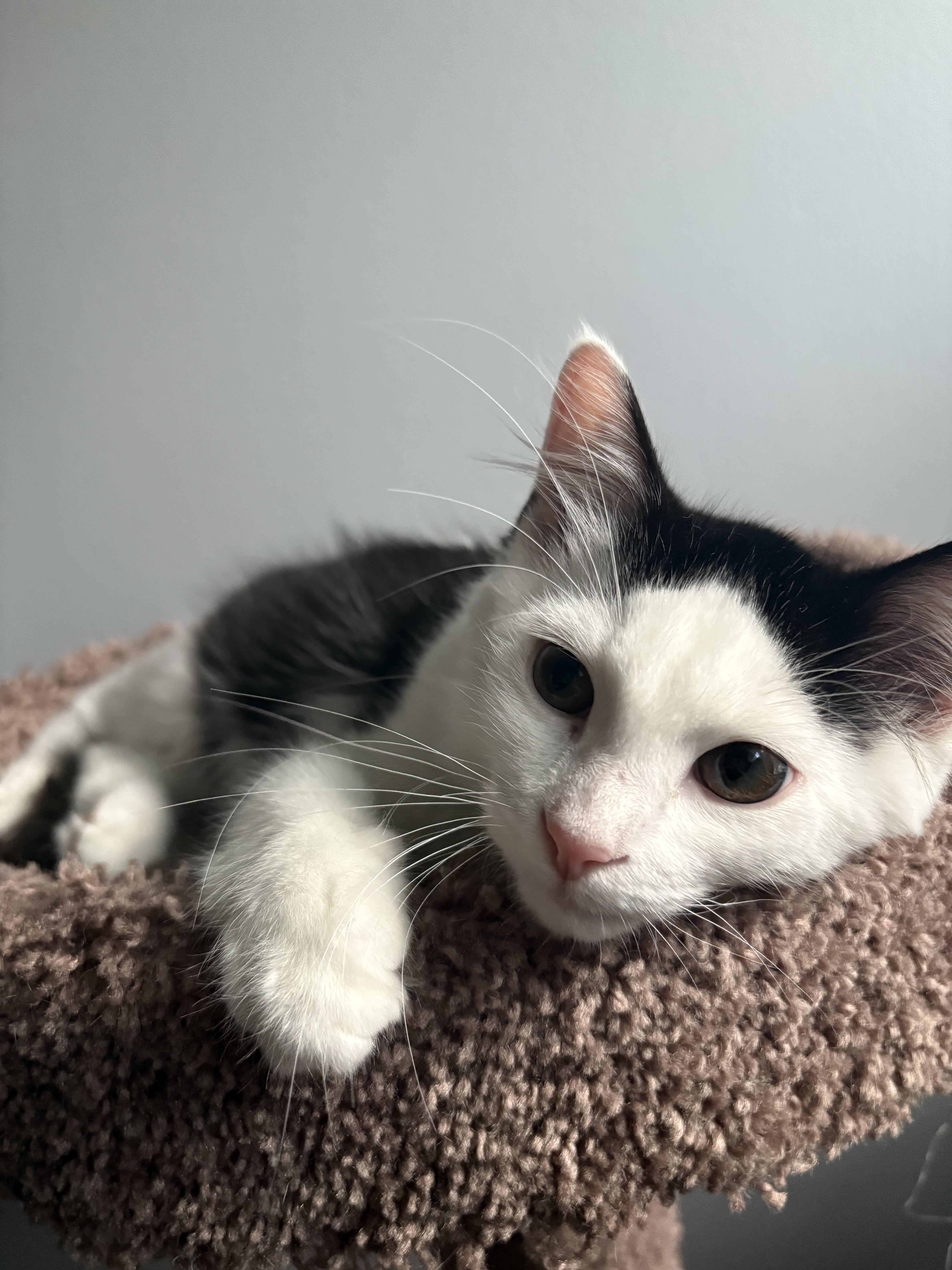 Curly *MUST BE ADOPTED WITH TRIXIE*, Adoptable, Young Male Domestic Medium Hair.
