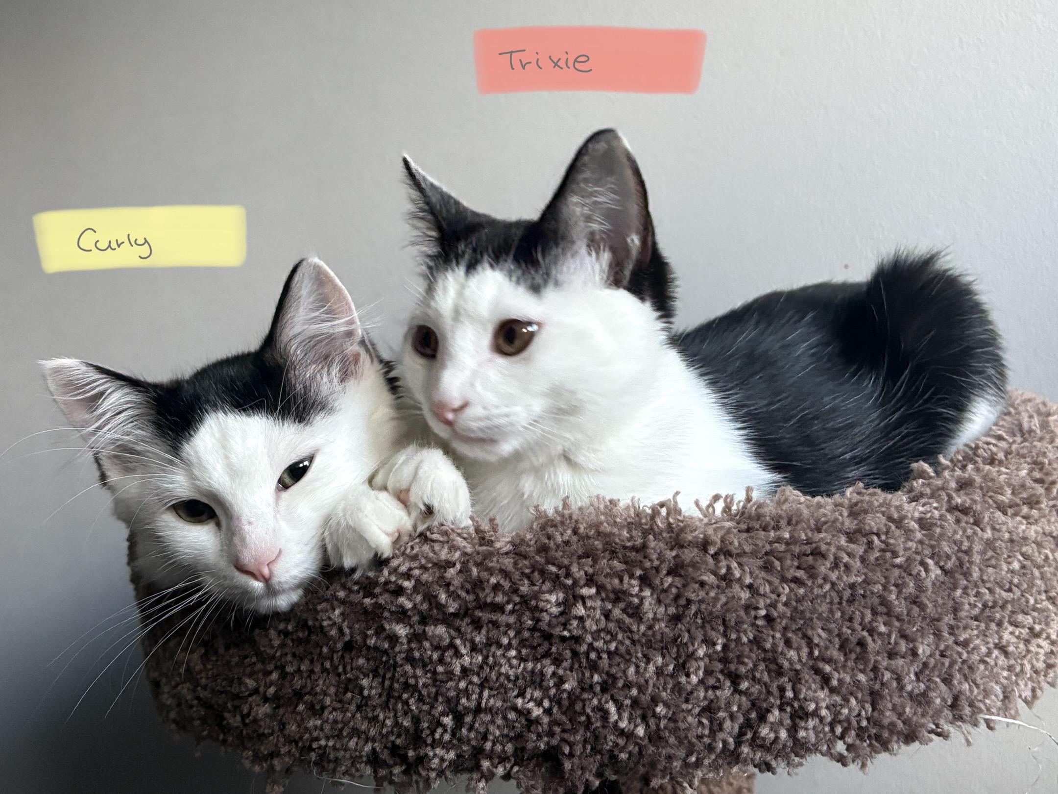 Curly *MUST BE ADOPTED WITH TRIXIE*, a Adoptable Domestic Medium Hair in Toronto, ON image 2/6