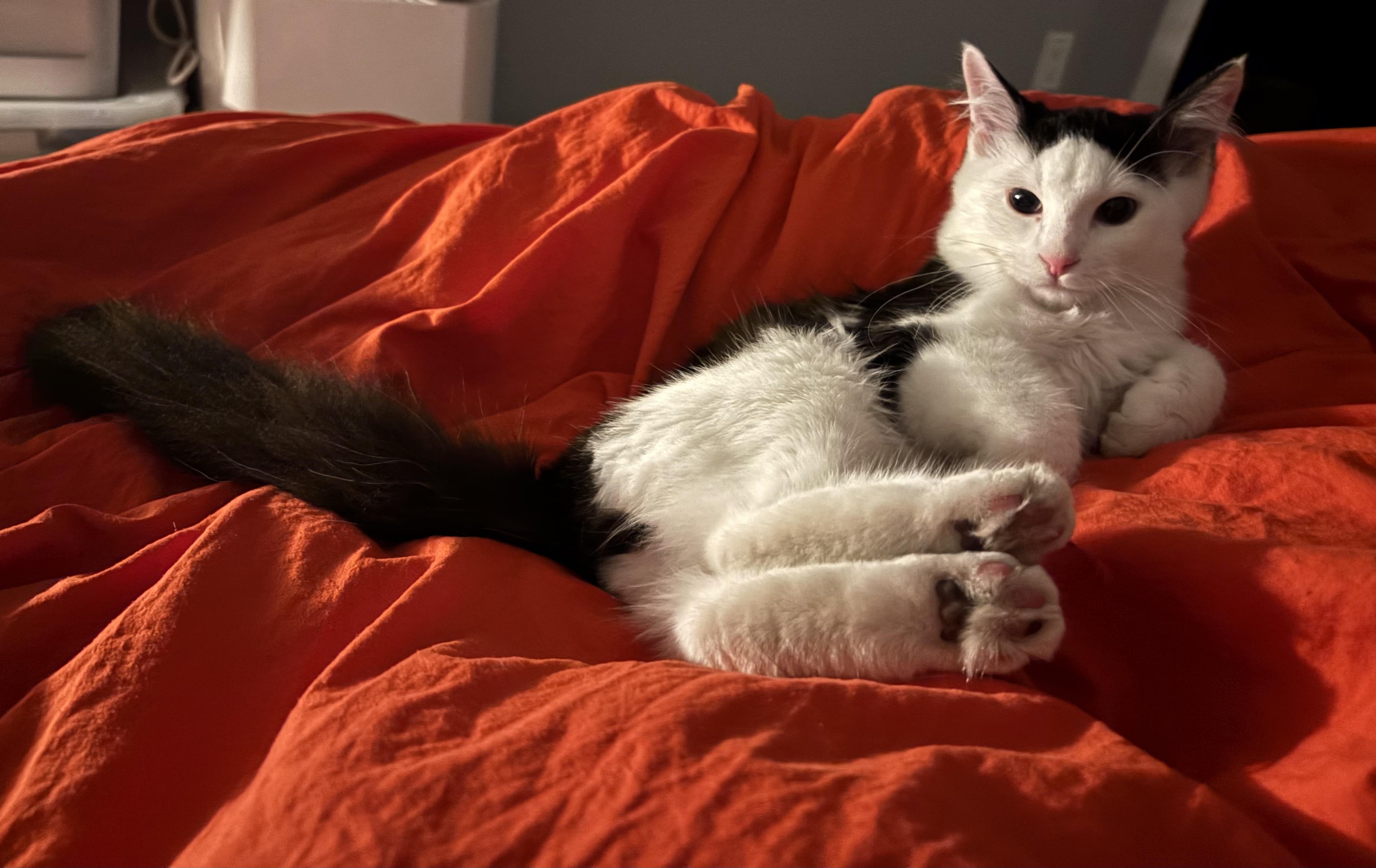 Curly *MUST BE ADOPTED WITH TRIXIE*, a Adoptable Domestic Medium Hair in Toronto, ON image 3/6