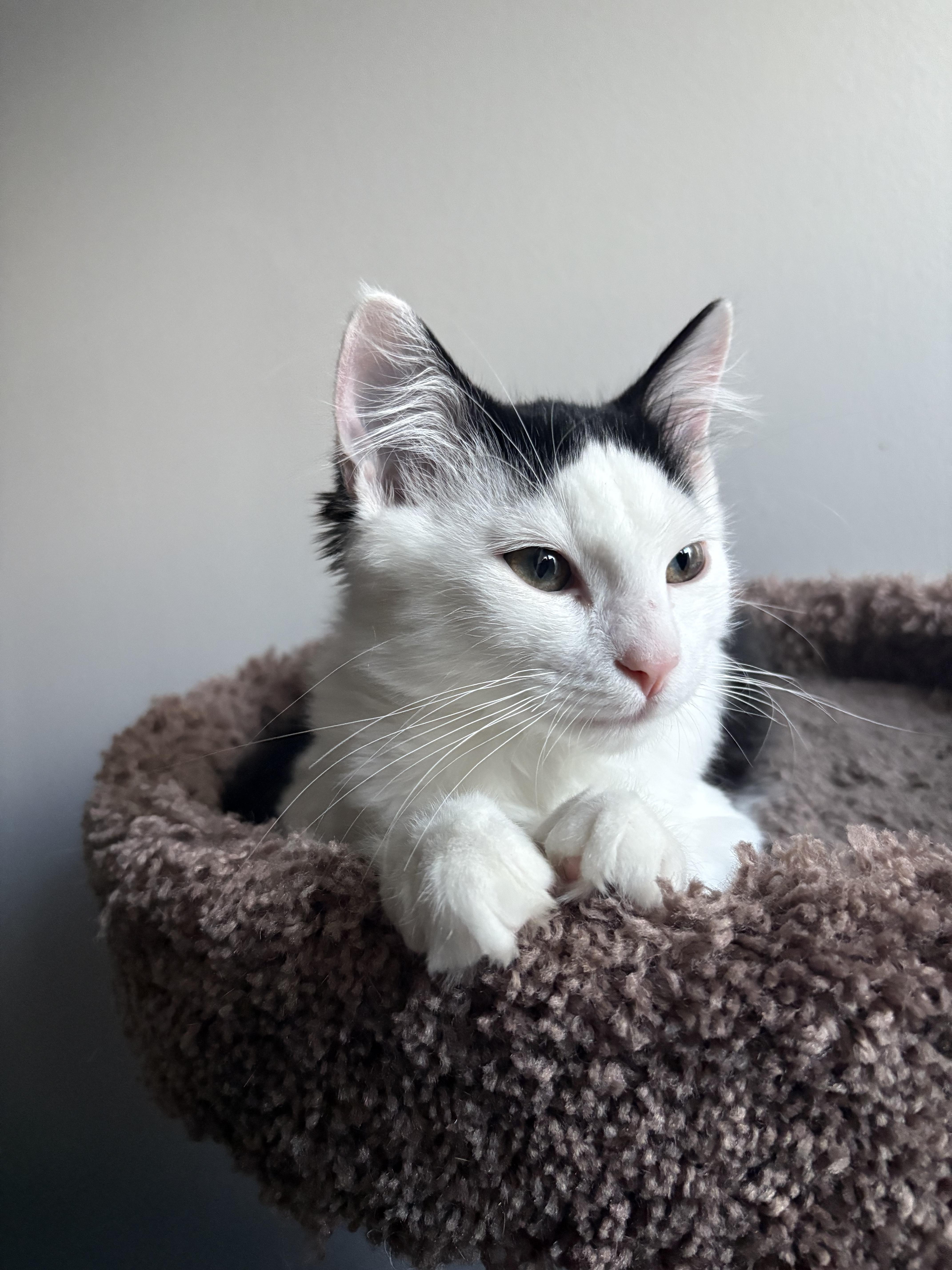 Curly *MUST BE ADOPTED WITH TRIXIE*, a Adoptable Domestic Medium Hair in Toronto, ON image 4/6