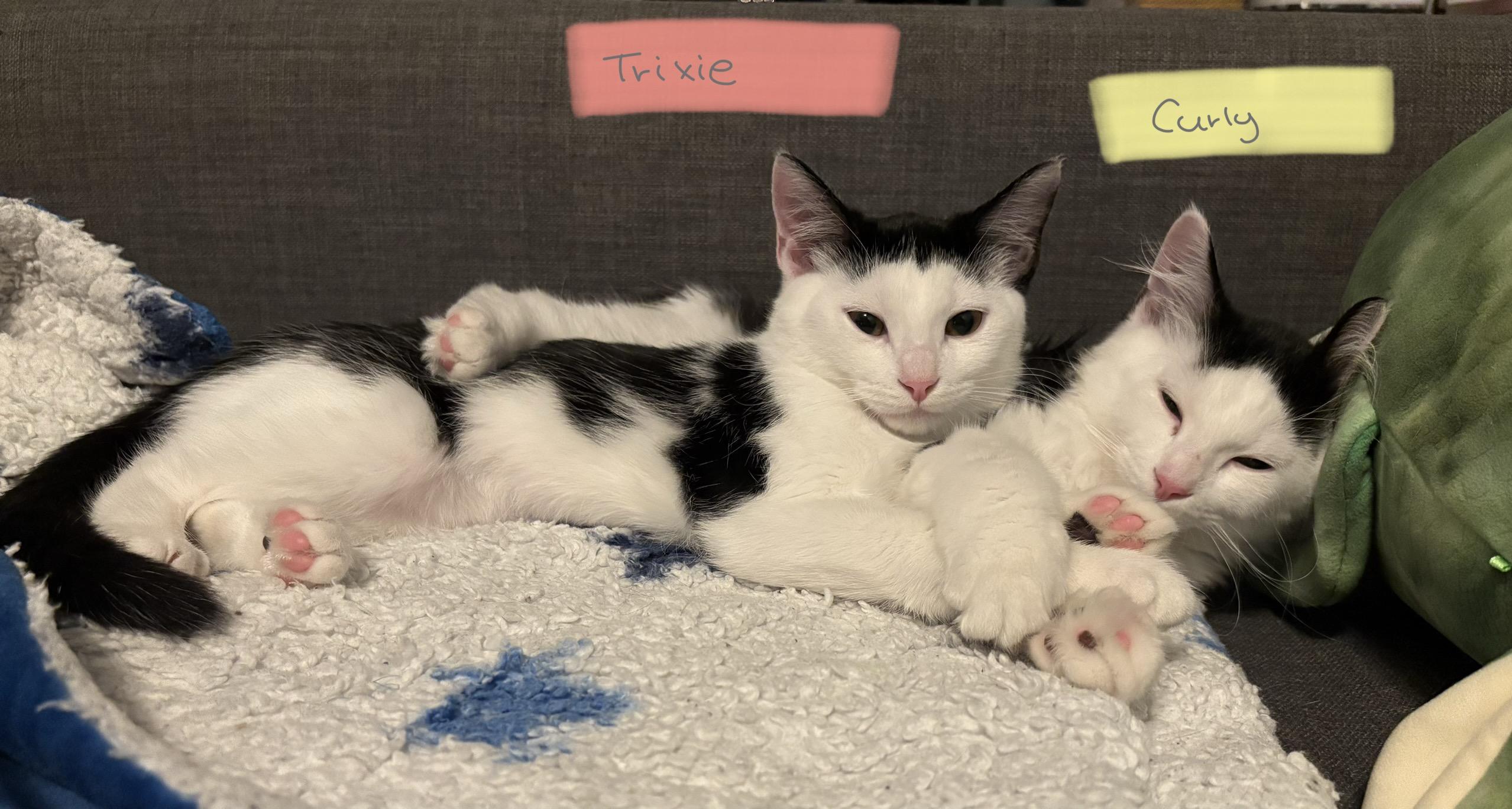 Curly *MUST BE ADOPTED WITH TRIXIE*, a Adoptable Domestic Medium Hair in Toronto, ON image 5/6