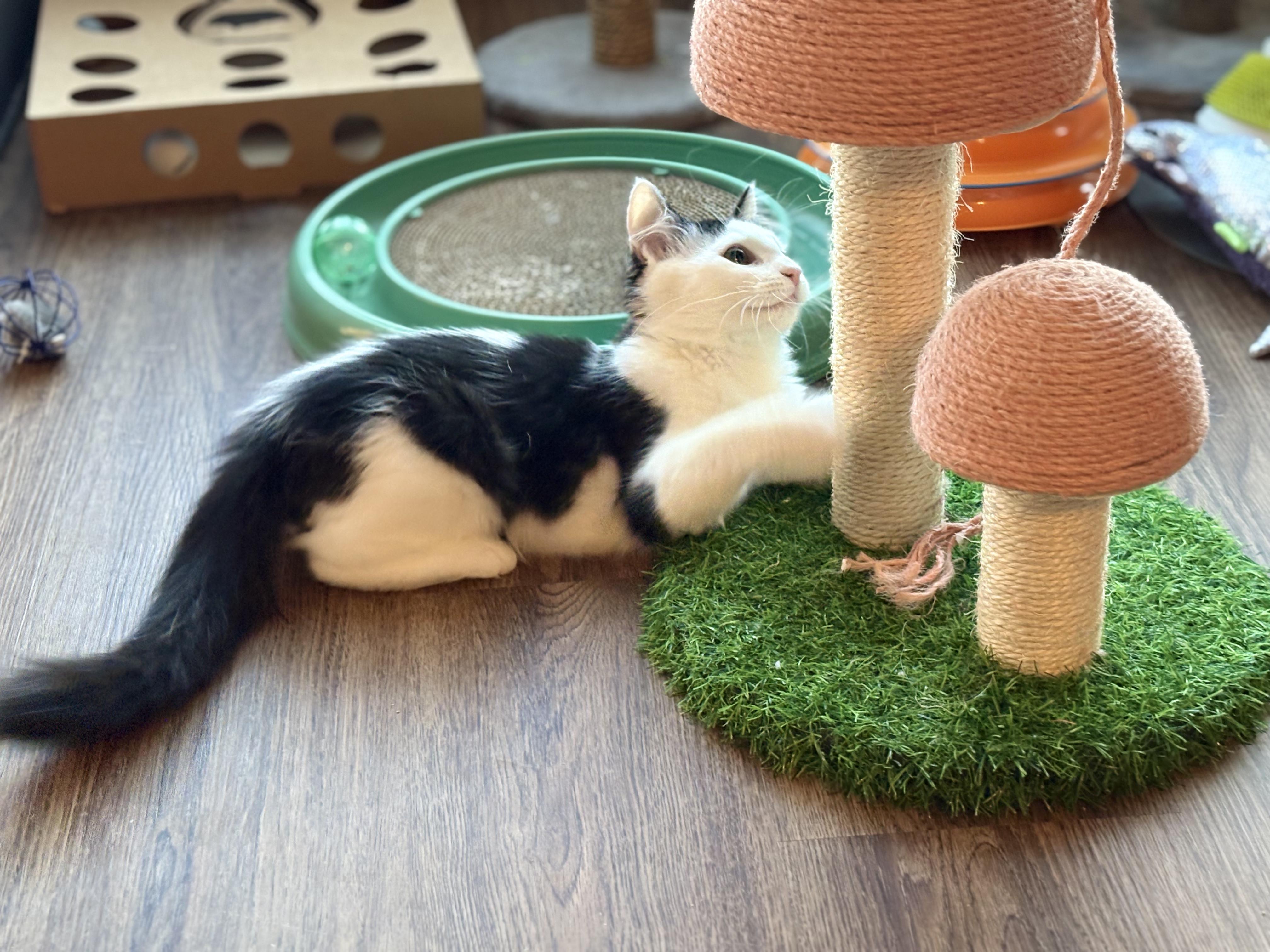 Curly *MUST BE ADOPTED WITH TRIXIE*, a Adoptable Domestic Medium Hair in Toronto, ON image 6/6