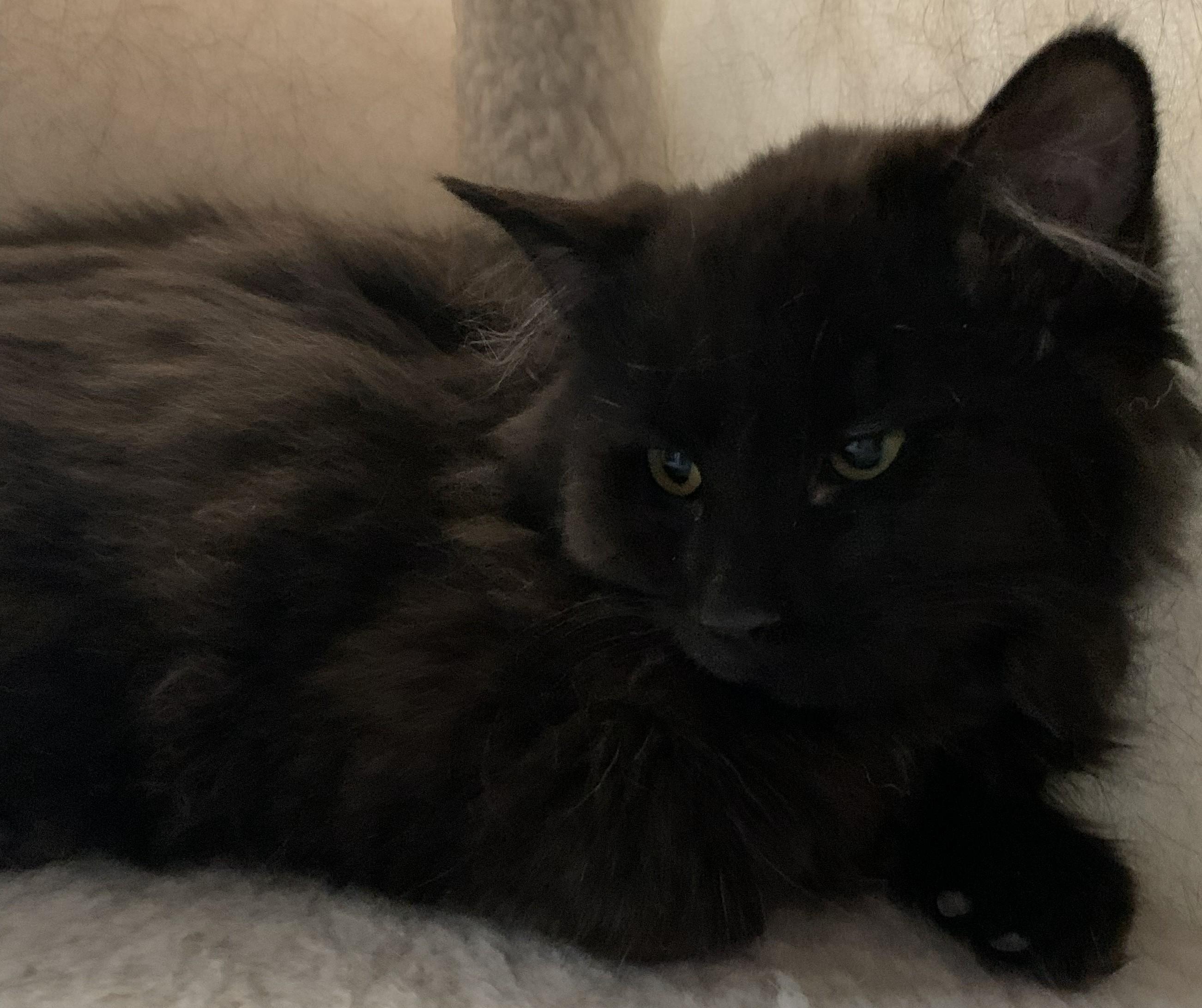 Enlarge Ivy25, a ADOPTABLE Domestic Long Hair in Milwaukee, WI image 4/6