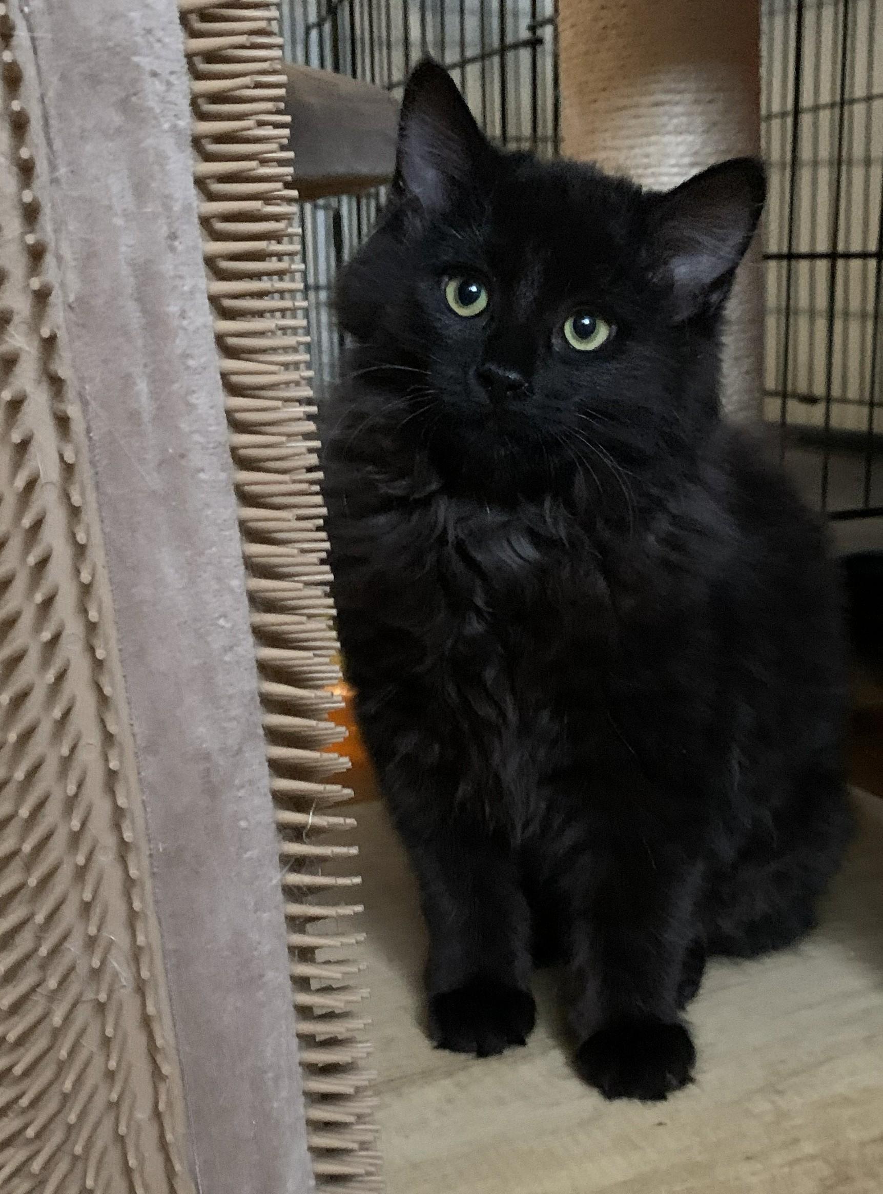 Enlarge Ivy25, a ADOPTABLE Domestic Long Hair in Milwaukee, WI image 1/6