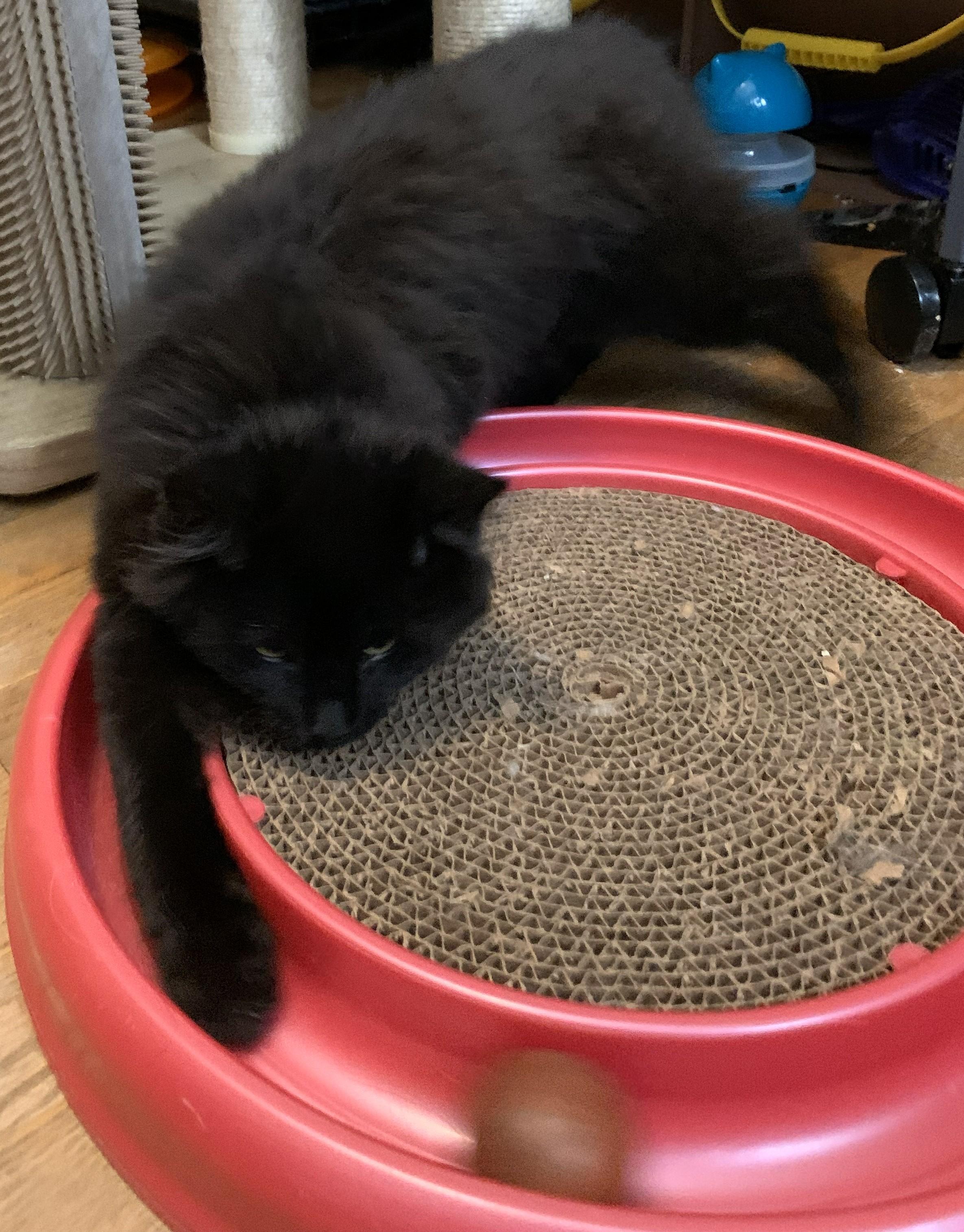 Enlarge Ivy25, a ADOPTABLE Domestic Long Hair in Milwaukee, WI image 2/6