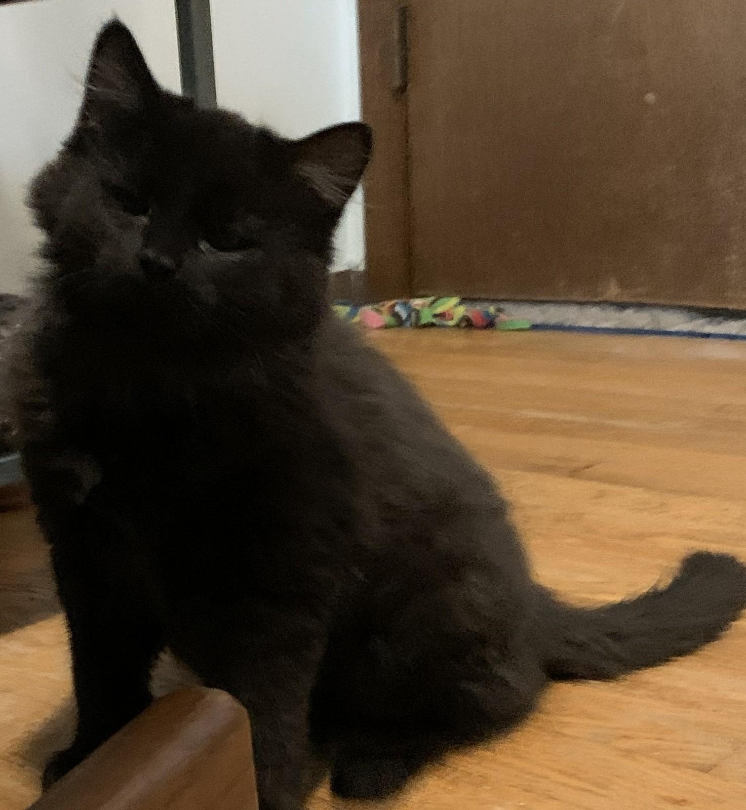 Enlarge Ivy25, a ADOPTABLE Domestic Long Hair in Milwaukee, WI image 3/6