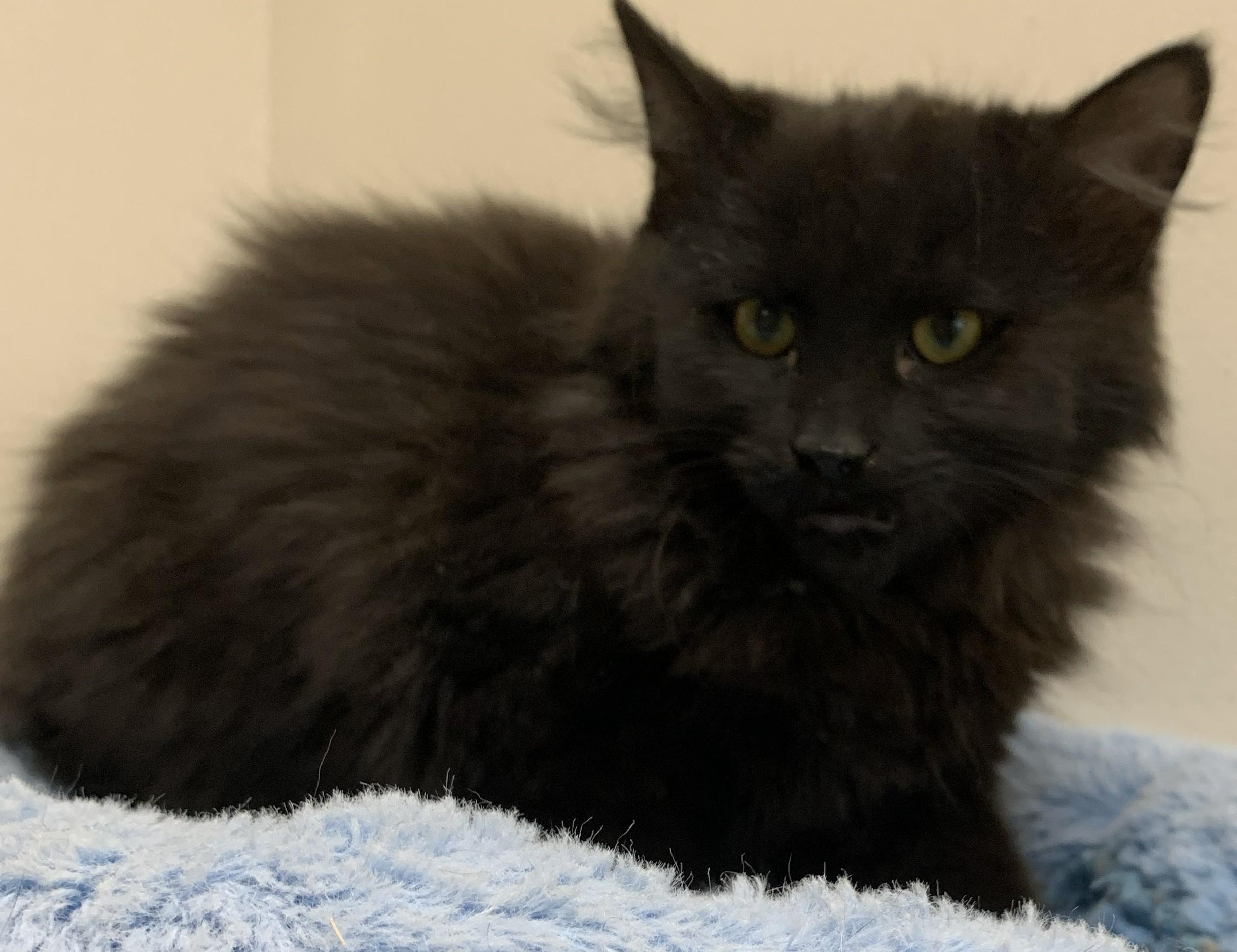 Enlarge Ivy25, a ADOPTABLE Domestic Long Hair in Milwaukee, WI image 5/6