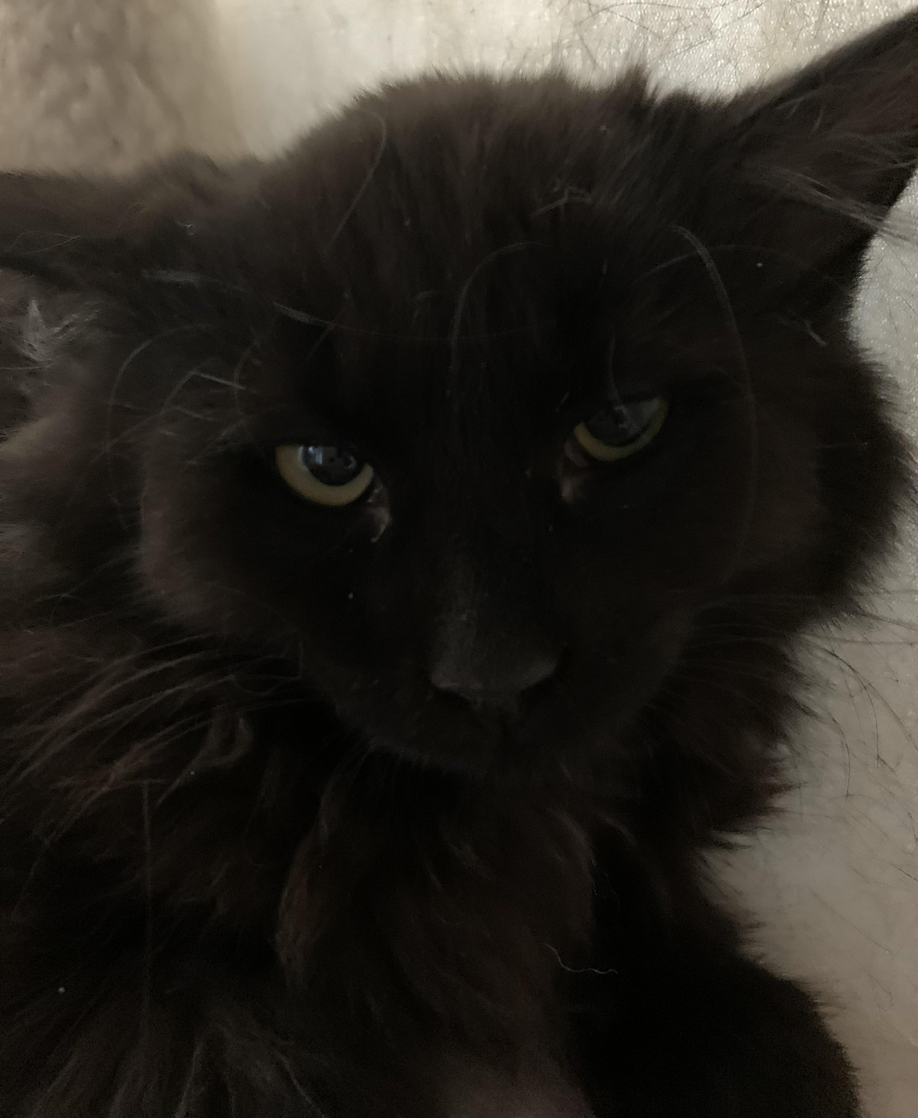 Enlarge Ivy25, a ADOPTABLE Domestic Long Hair in Milwaukee, WI image 6/6