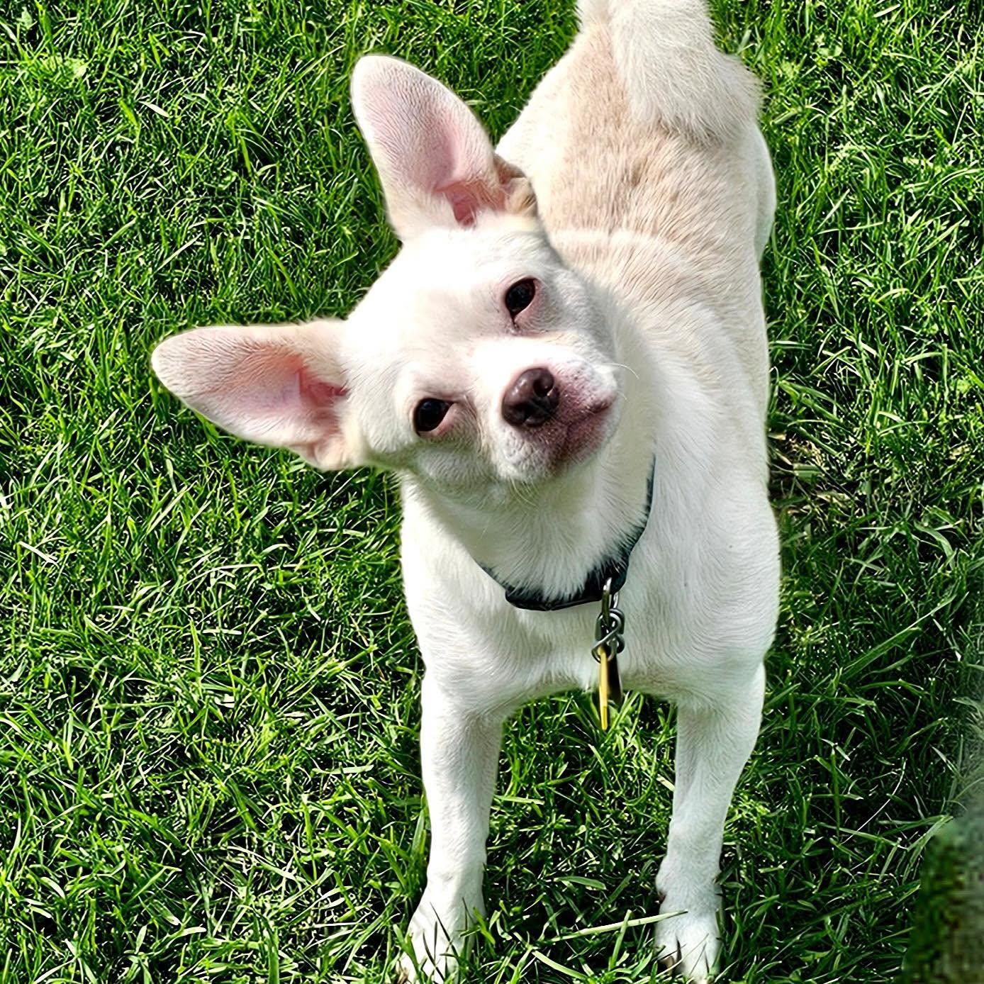 Enlarge Ollie, a Adoptable mixed breed in Gouverneur, NY image 1/1