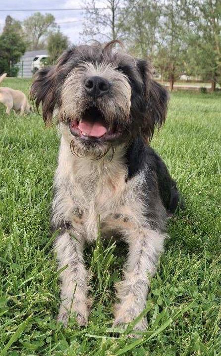 Enlarge Porter, a ADOPTABLE Terrier in Lexington, KY image 3/3