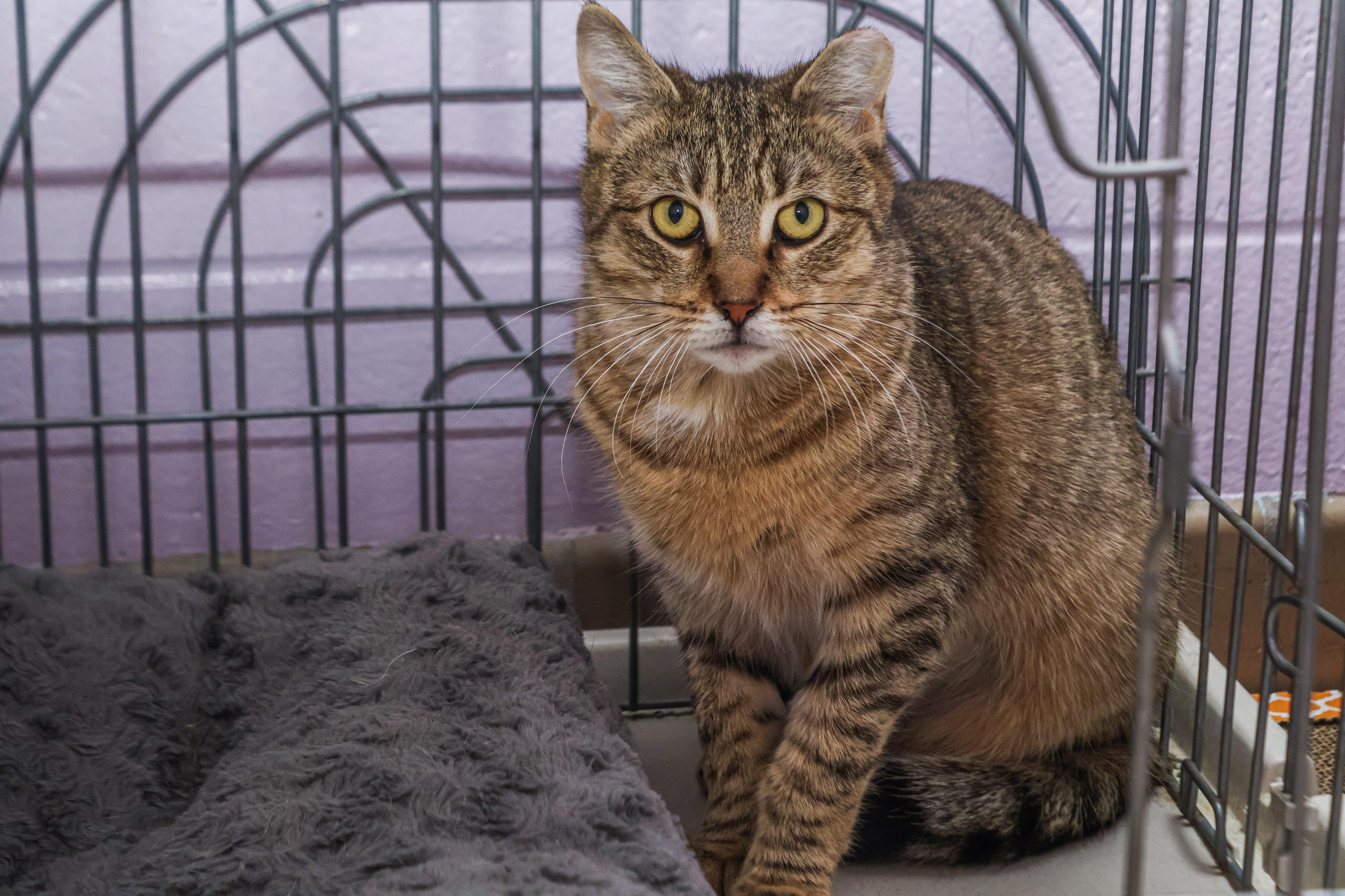 Brooklyn, a Adoptable Domestic Short Hair in Wantagh, NY image 5/5