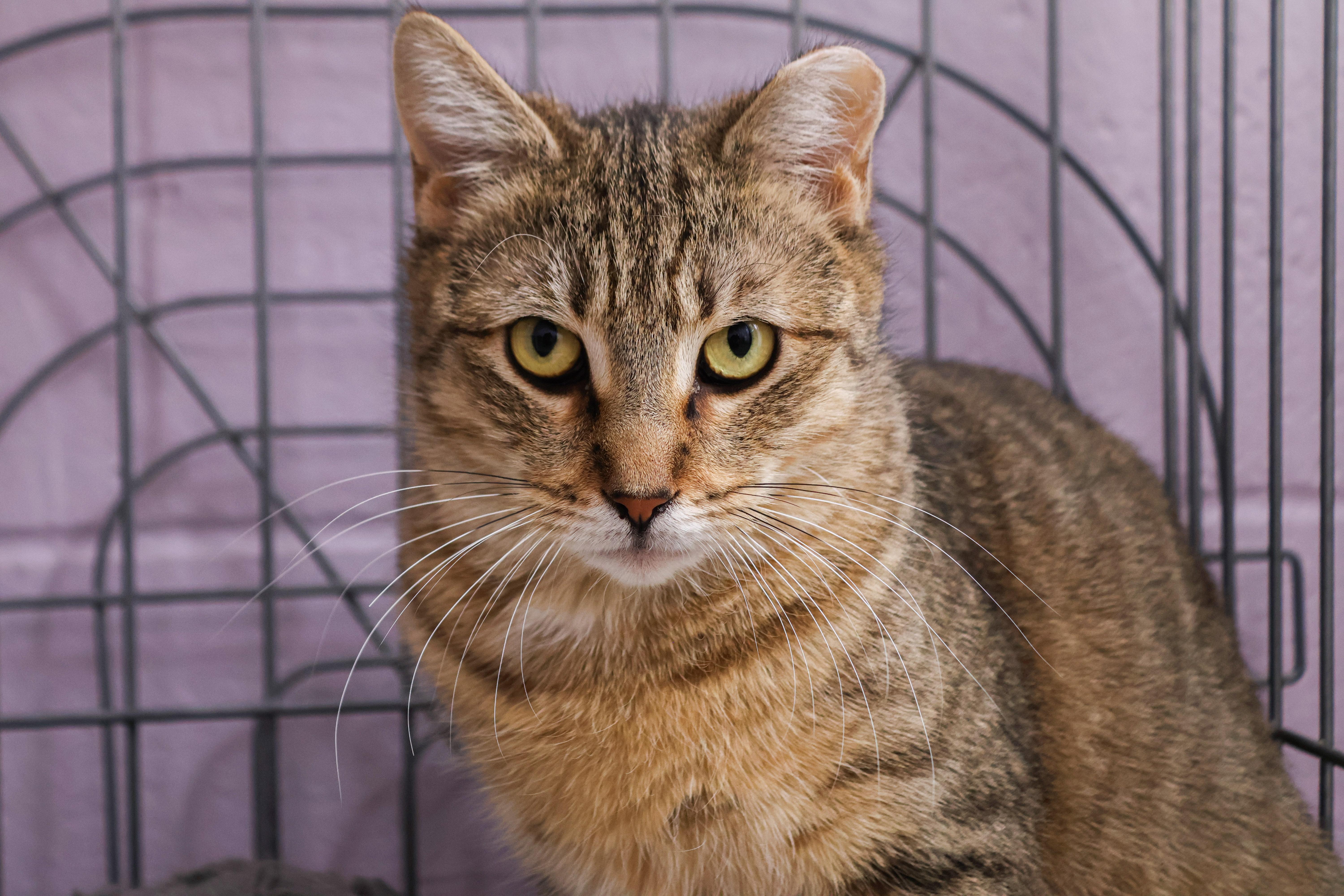 Brooklyn, a Adoptable Domestic Short Hair in Wantagh, NY image 3/5