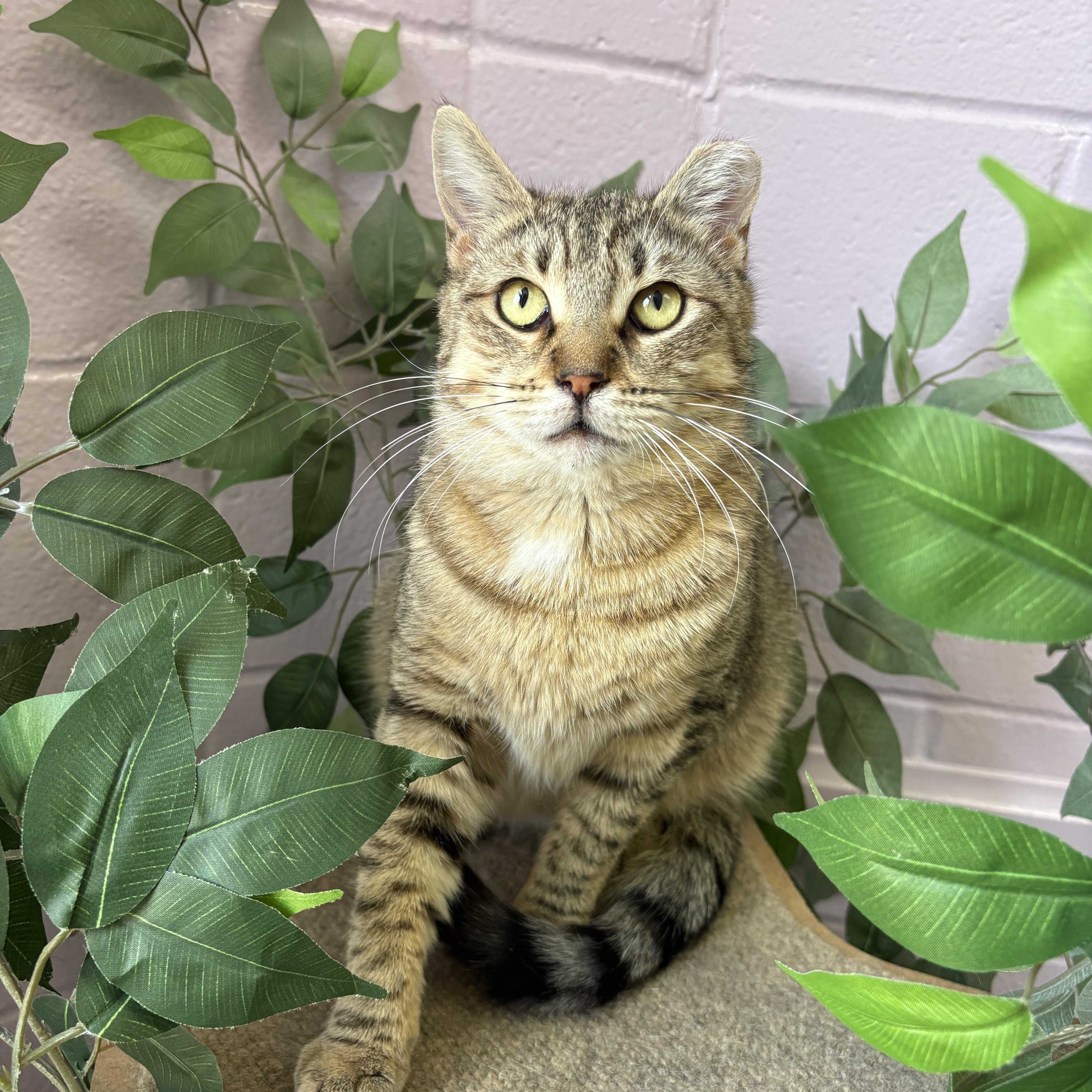Brooklyn, a Adoptable Domestic Short Hair in Wantagh, NY image 1/5