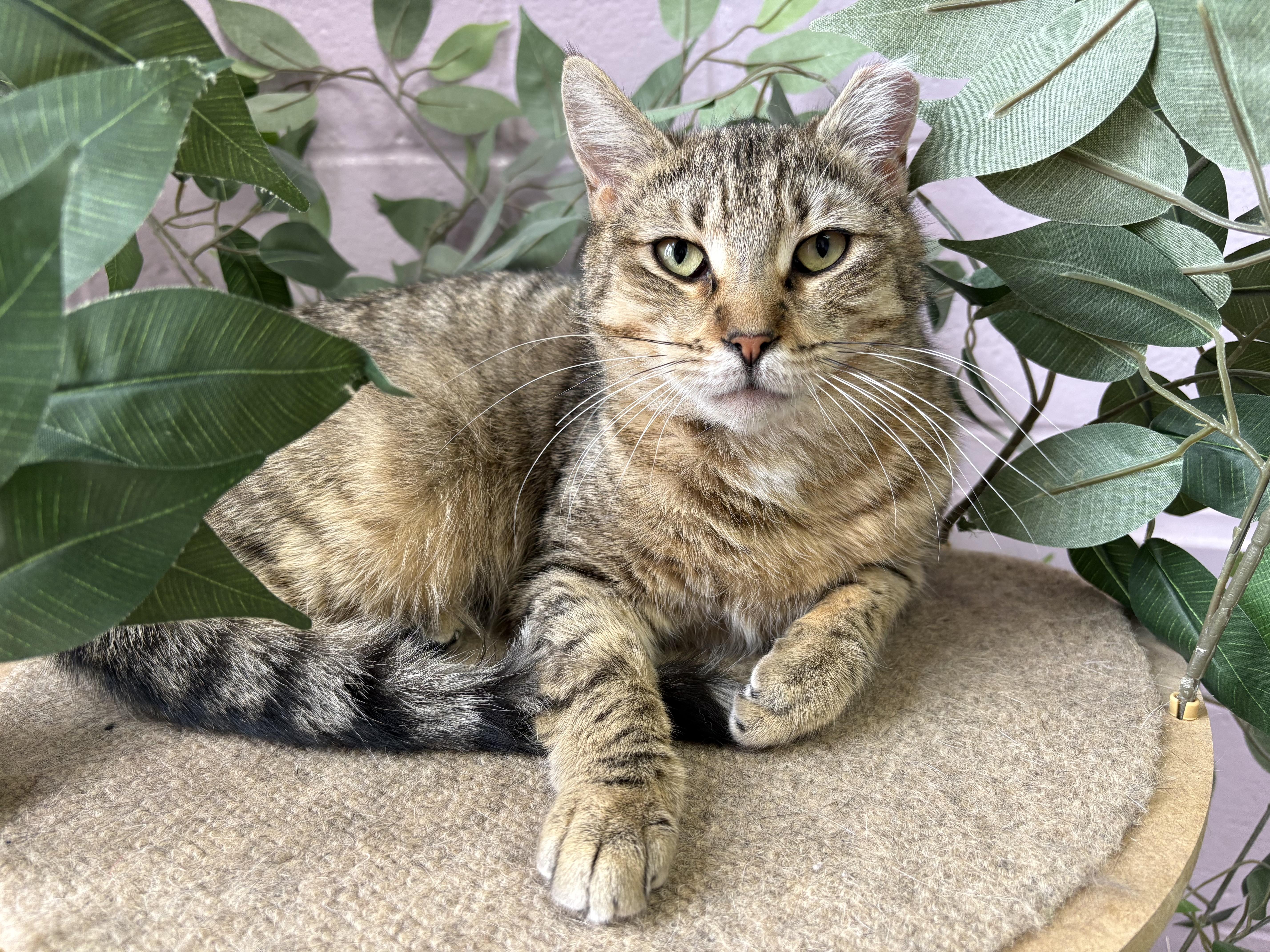 Brooklyn, Adoptable, Young Female Domestic Short Hair.