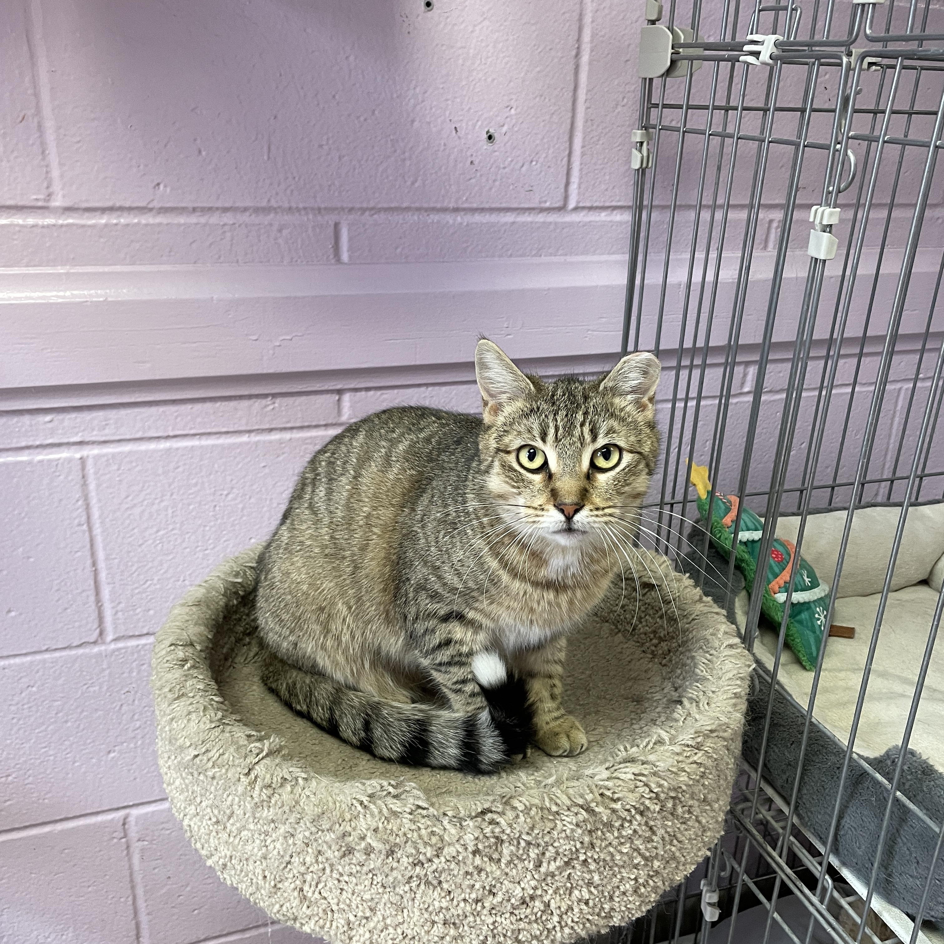 Brooklyn, a Adoptable Domestic Short Hair in Wantagh, NY image 4/5