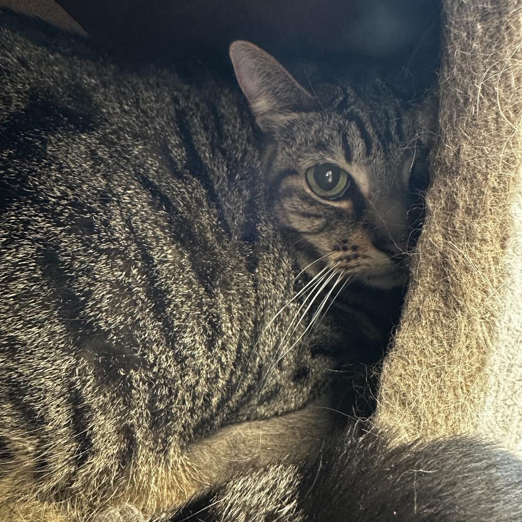 Waffles, Adoptable, Senior Female Domestic Short Hair.