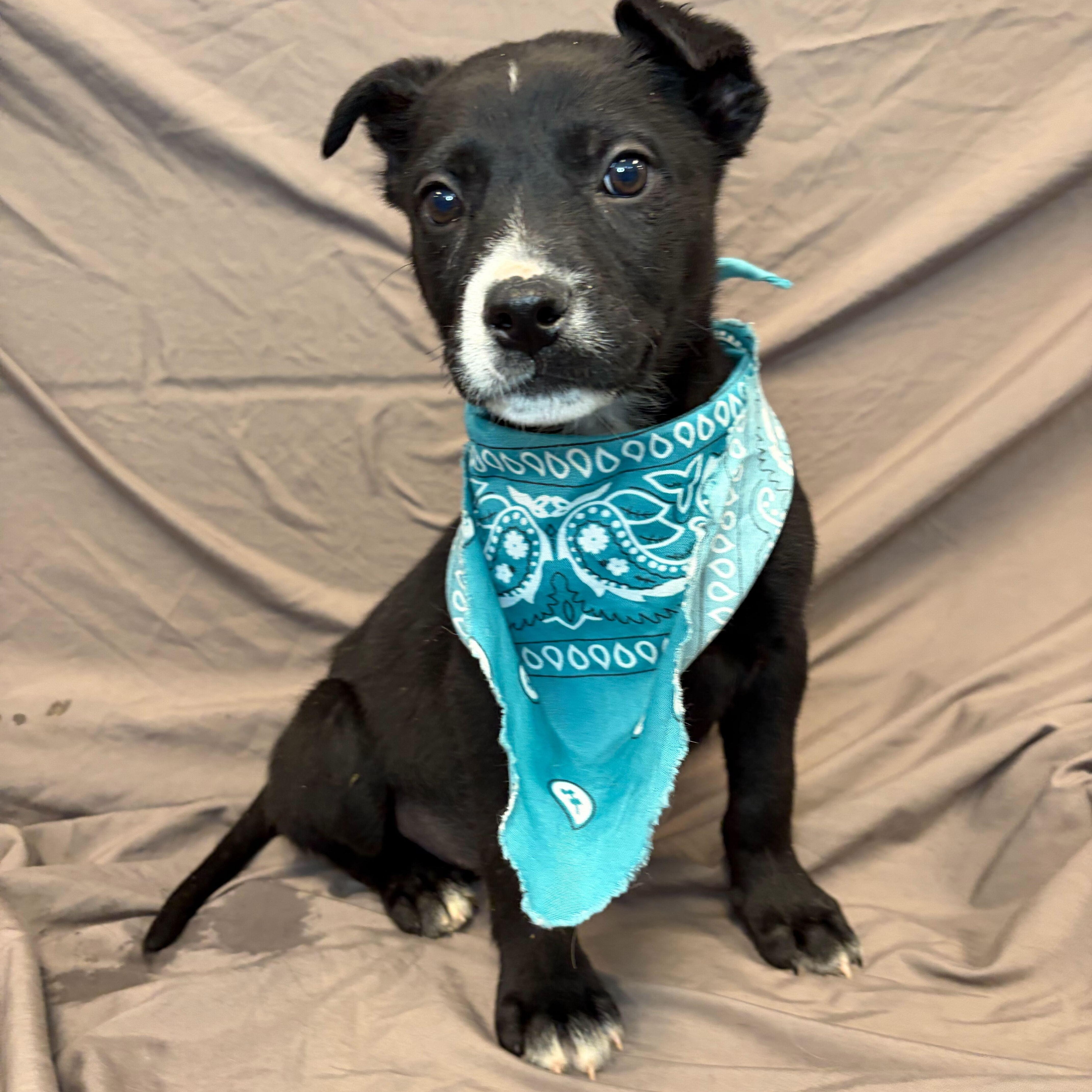 Dustin, adoptable, Puppy Male Mixed Breed.