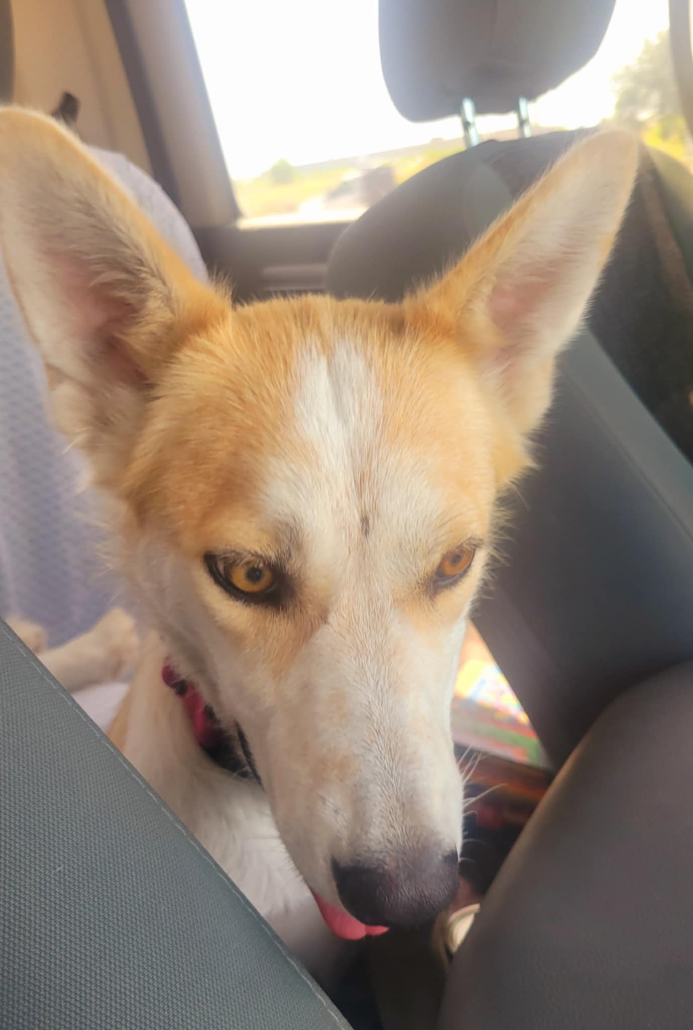 Enlarge Iris, a Adoptable mixed breed in Ladonia, TX image 3/4