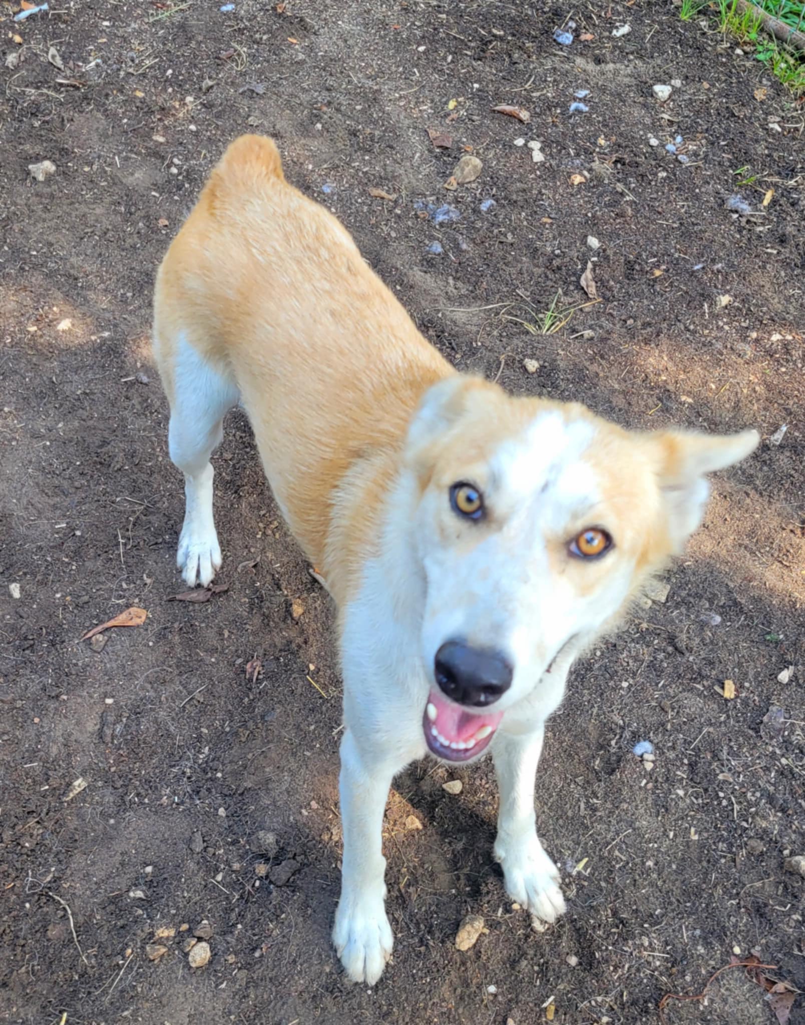 Enlarge Iris, a Adoptable mixed breed in Ladonia, TX image 4/4