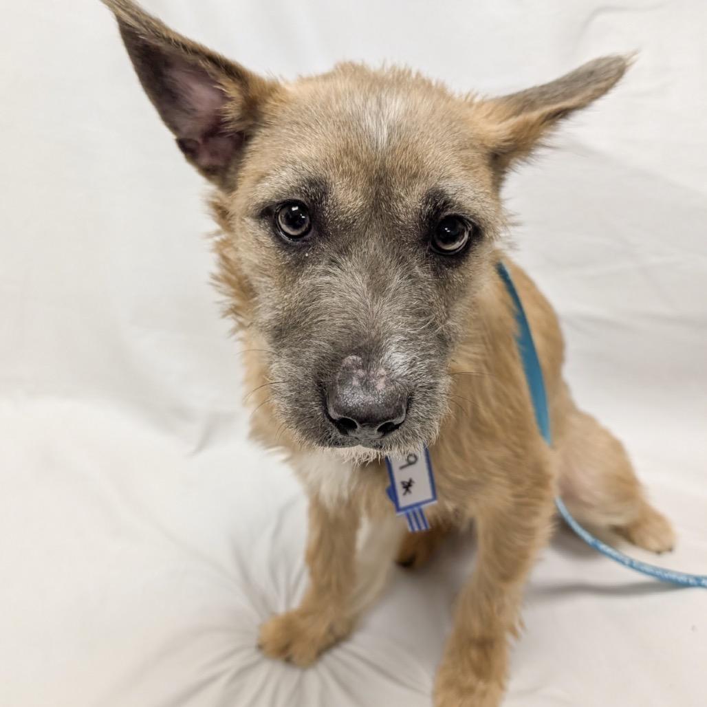 109 (2026) Minnie, Adoptable, Young Female Wirehaired Terrier & Pit Bull Terrier.