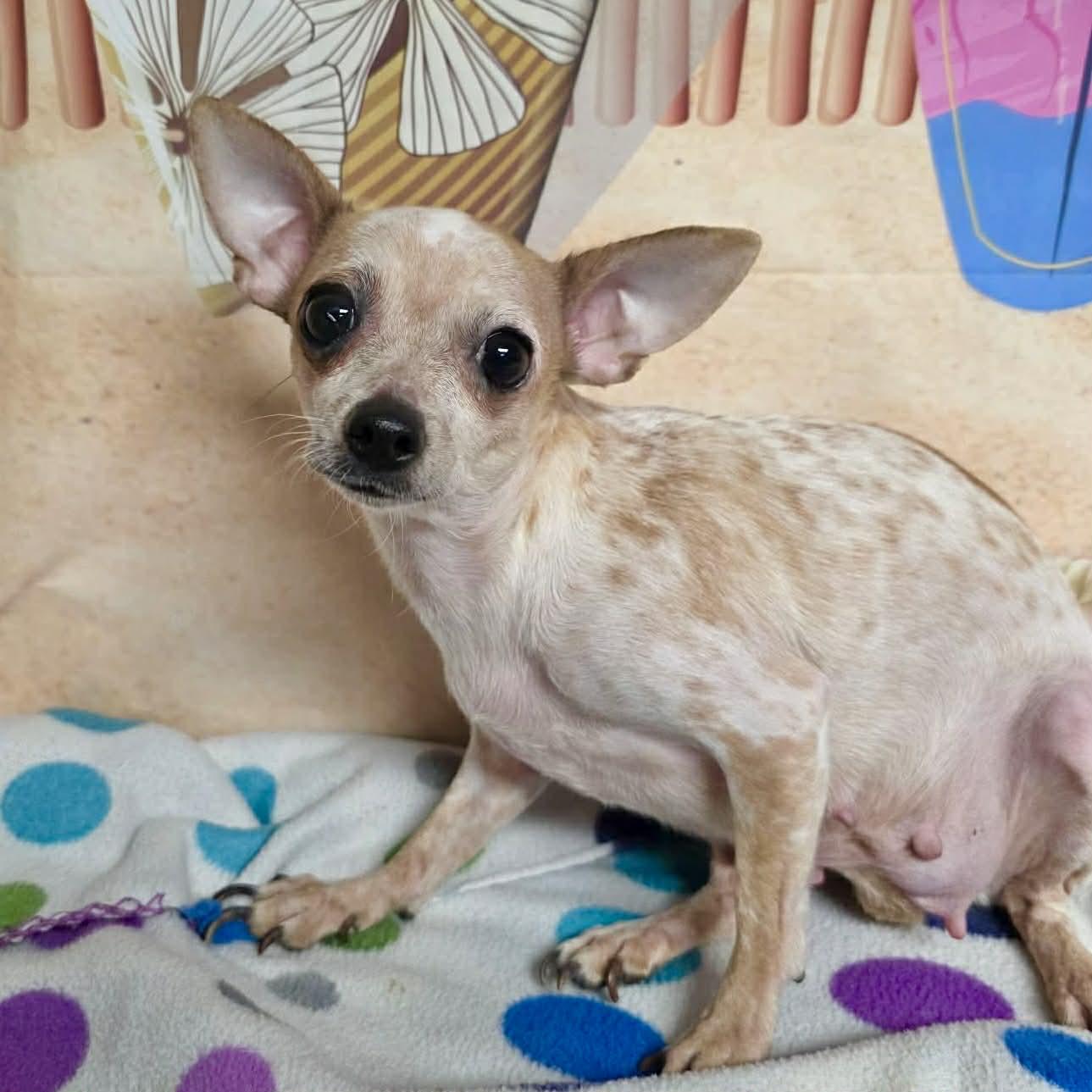 Enlarge Rita, an adoption pending mixed breed in Boulder, CO image 1/2