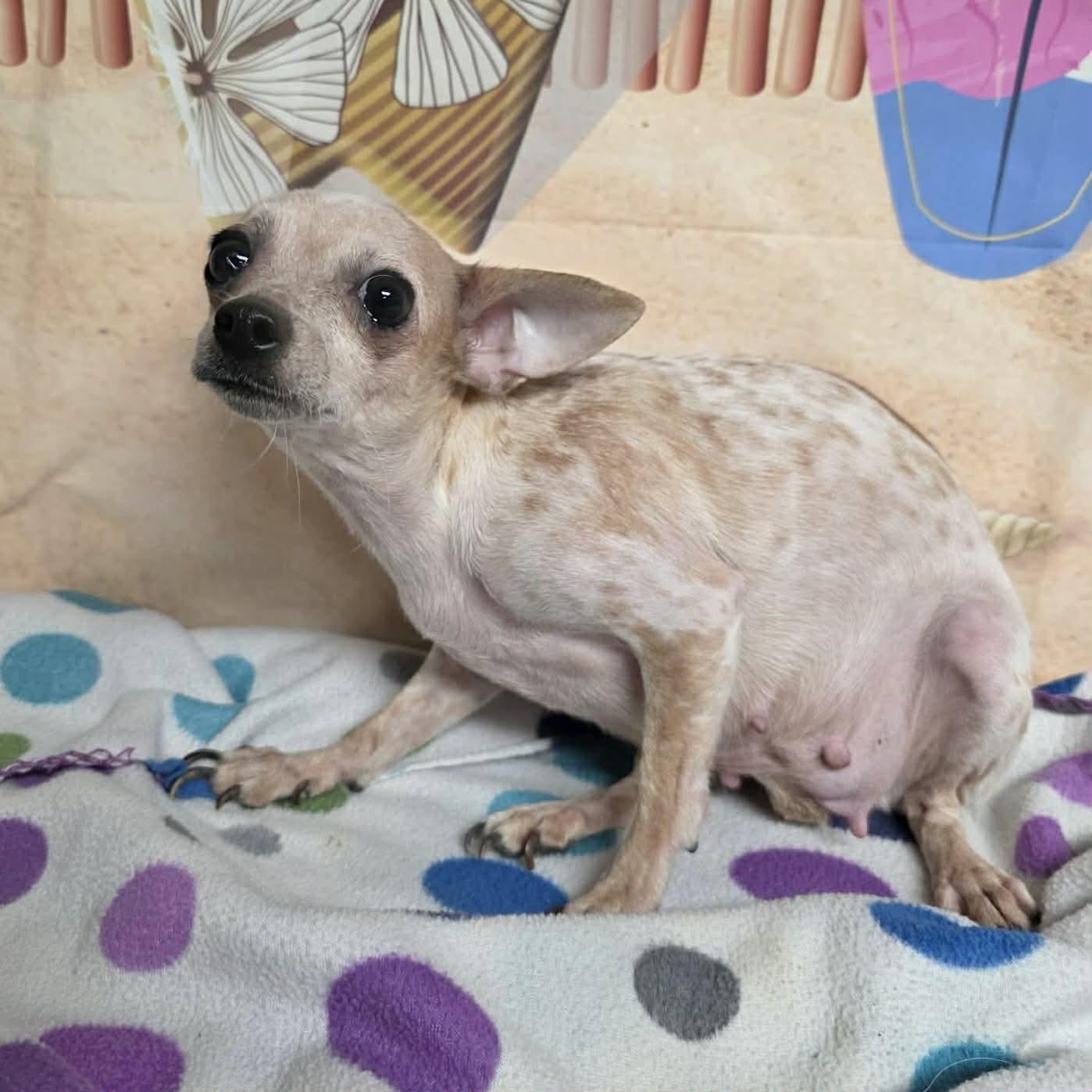 Enlarge Rita, an adoption pending mixed breed in Boulder, CO image 2/2