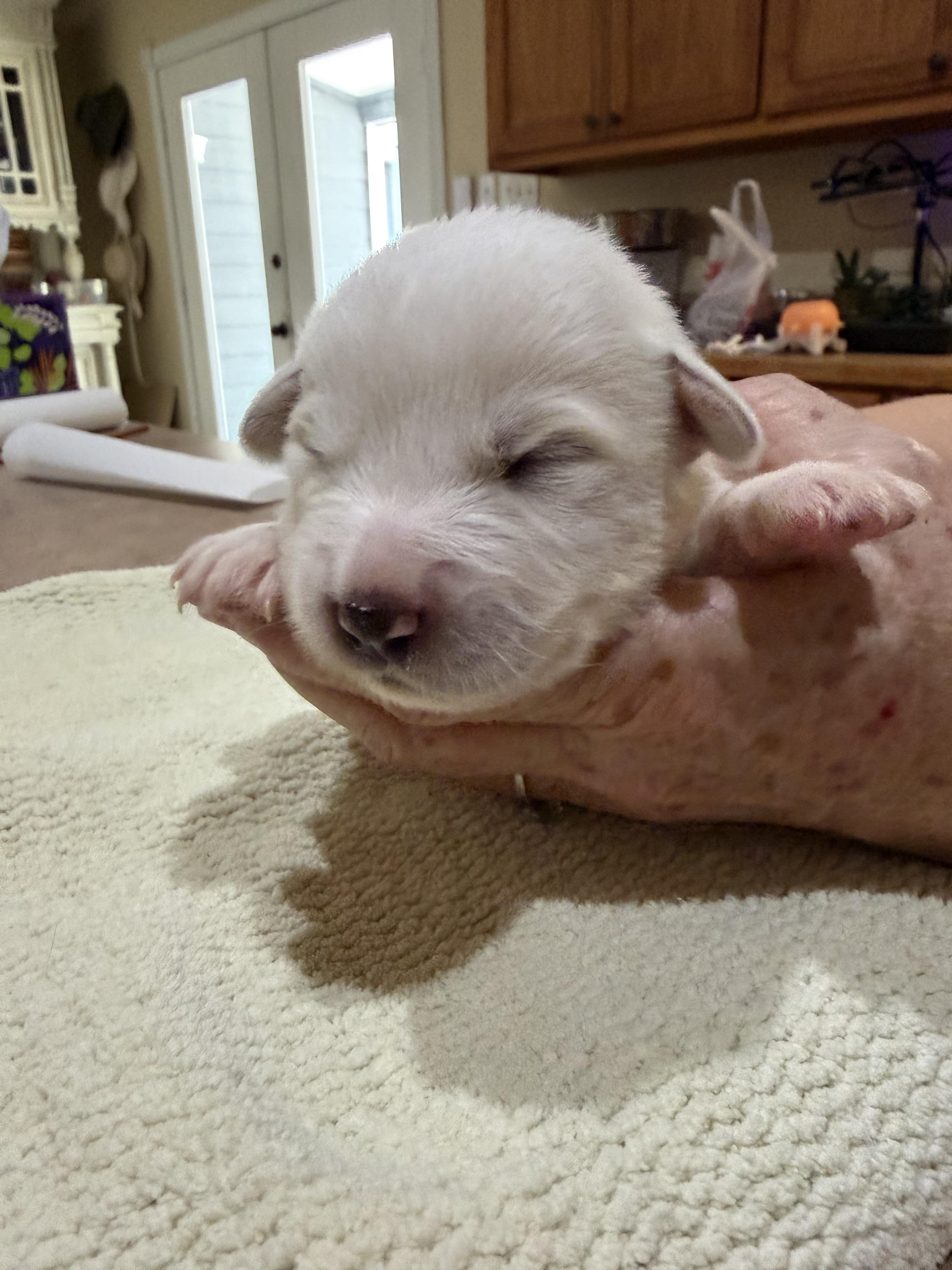 Discovery aka Disco HTX, Adoptable, Puppy Female Great Pyrenees.