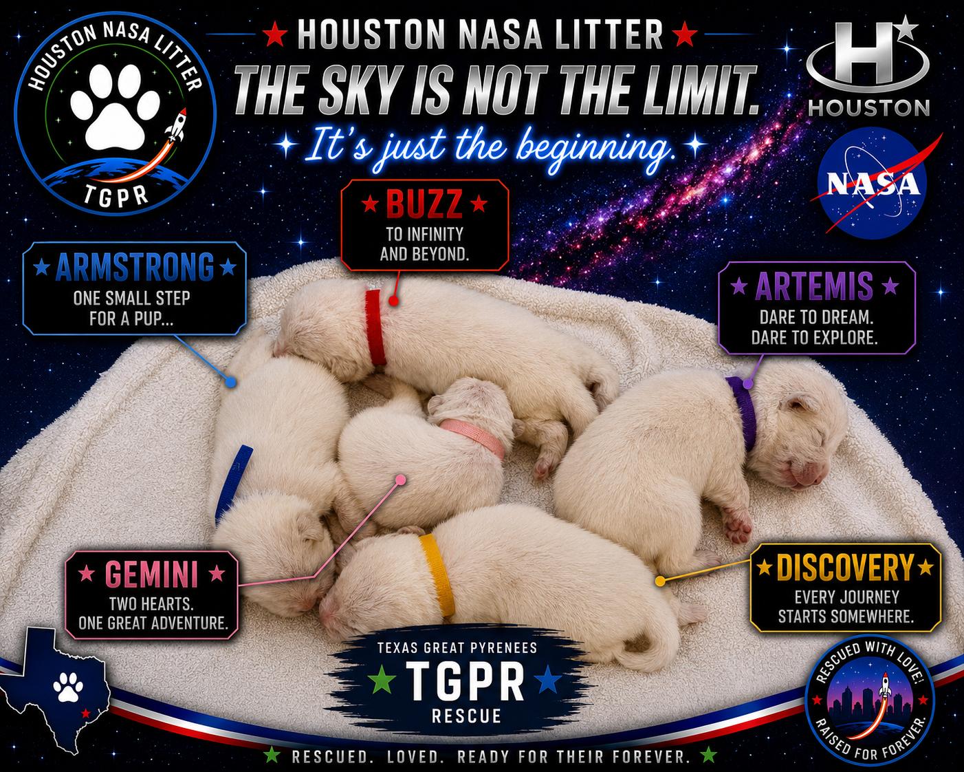 Enlarge Discovery aka Disco HTX, a Adoptable Great Pyrenees in Saint Jo, TX image 4/6