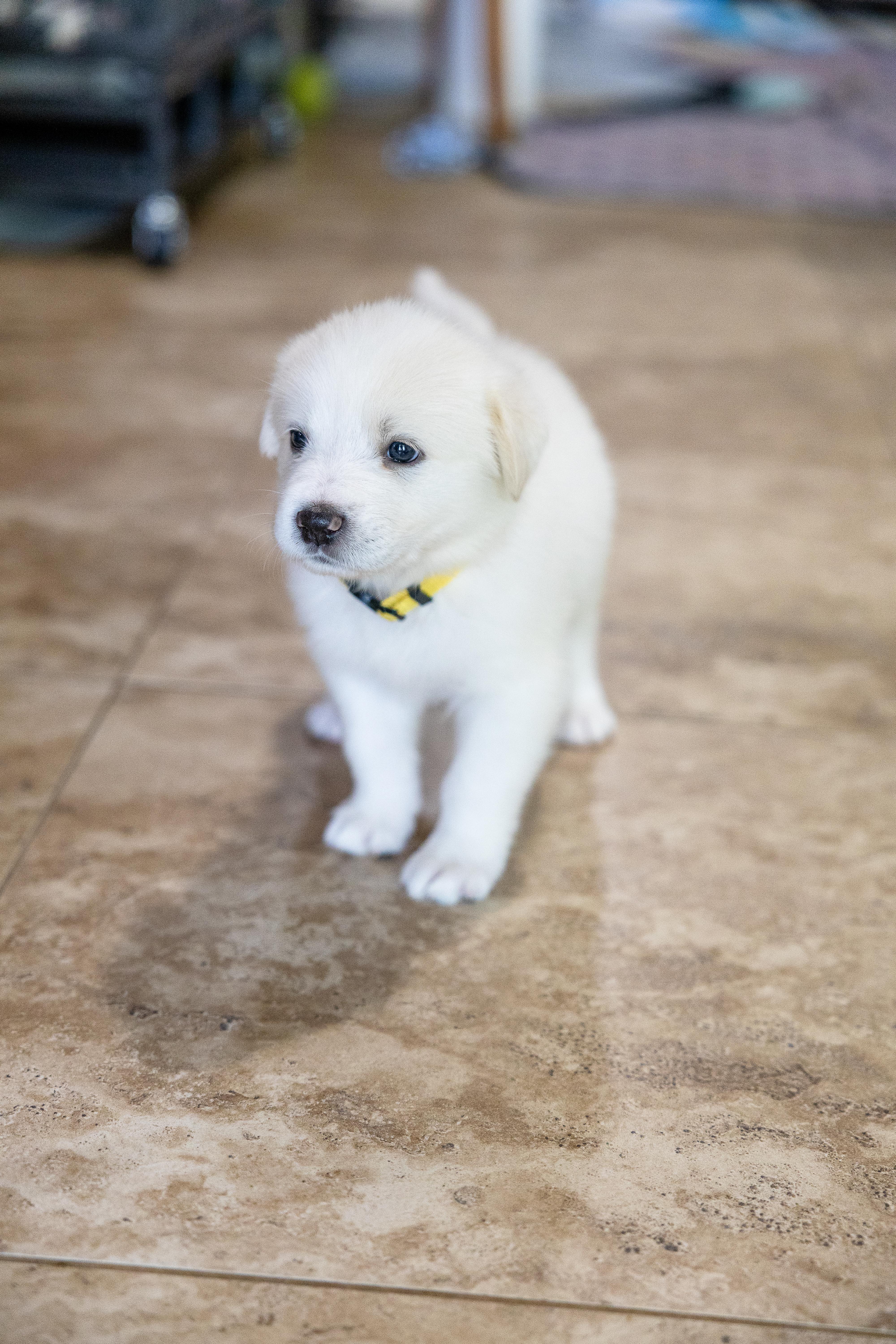 Enlarge Discovery aka Disco HTX, a Adoptable Great Pyrenees in Saint Jo, TX image 5/6