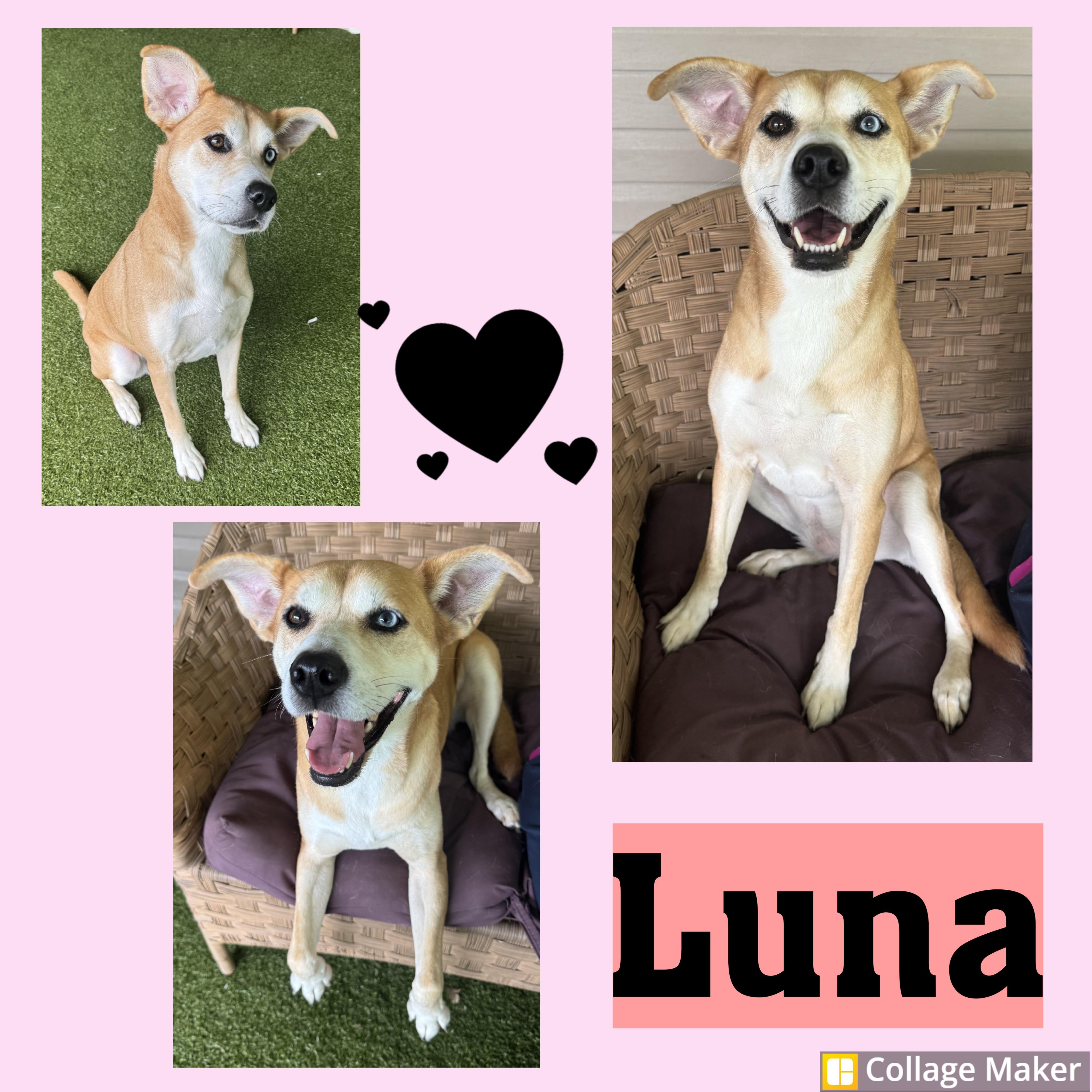 Luna, Adoptable, Adult Female Siberian Husky.