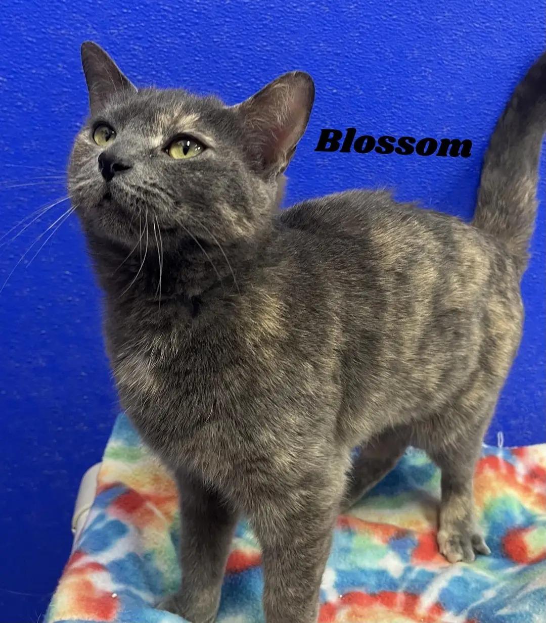 Enlarge Blossom, a ADOPTABLE mixed breed in Dunkirk, NY image 1/1