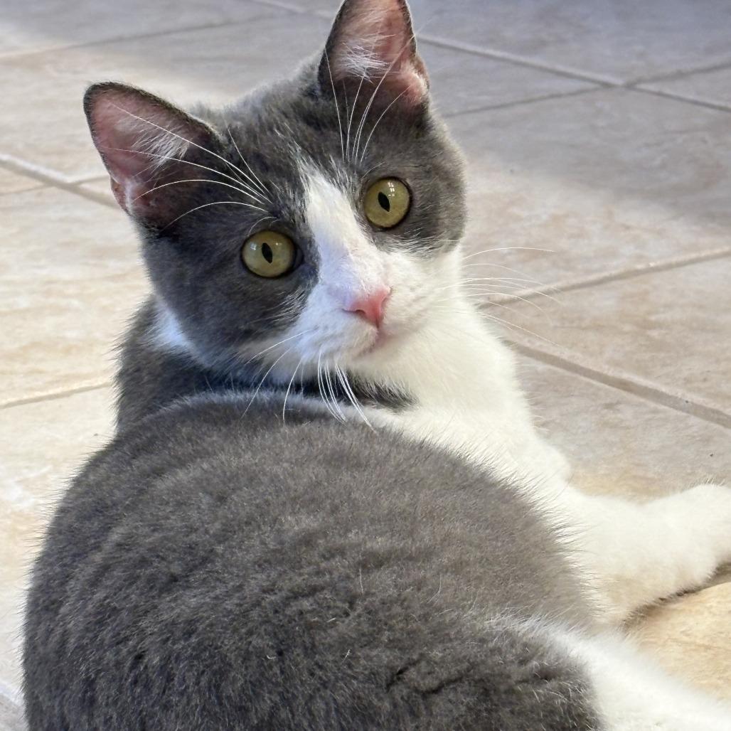 Totoro, Adoptable, Young Male Domestic Short Hair.