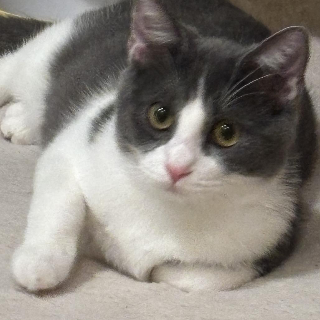 Enlarge Totoro, a Adoptable Domestic Short Hair in Pleasanton, CA image 2/3