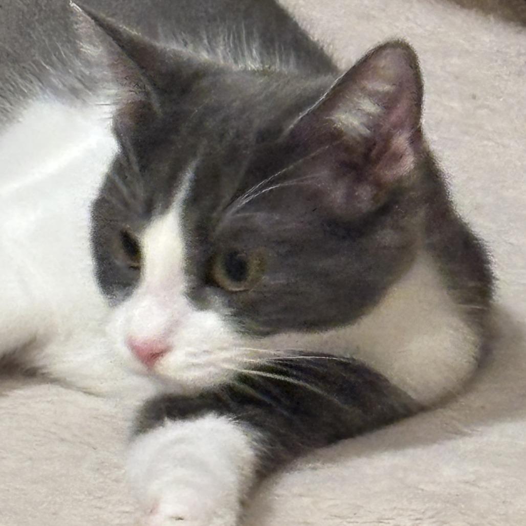 Enlarge Totoro, a Adoptable Domestic Short Hair in Pleasanton, CA image 3/3