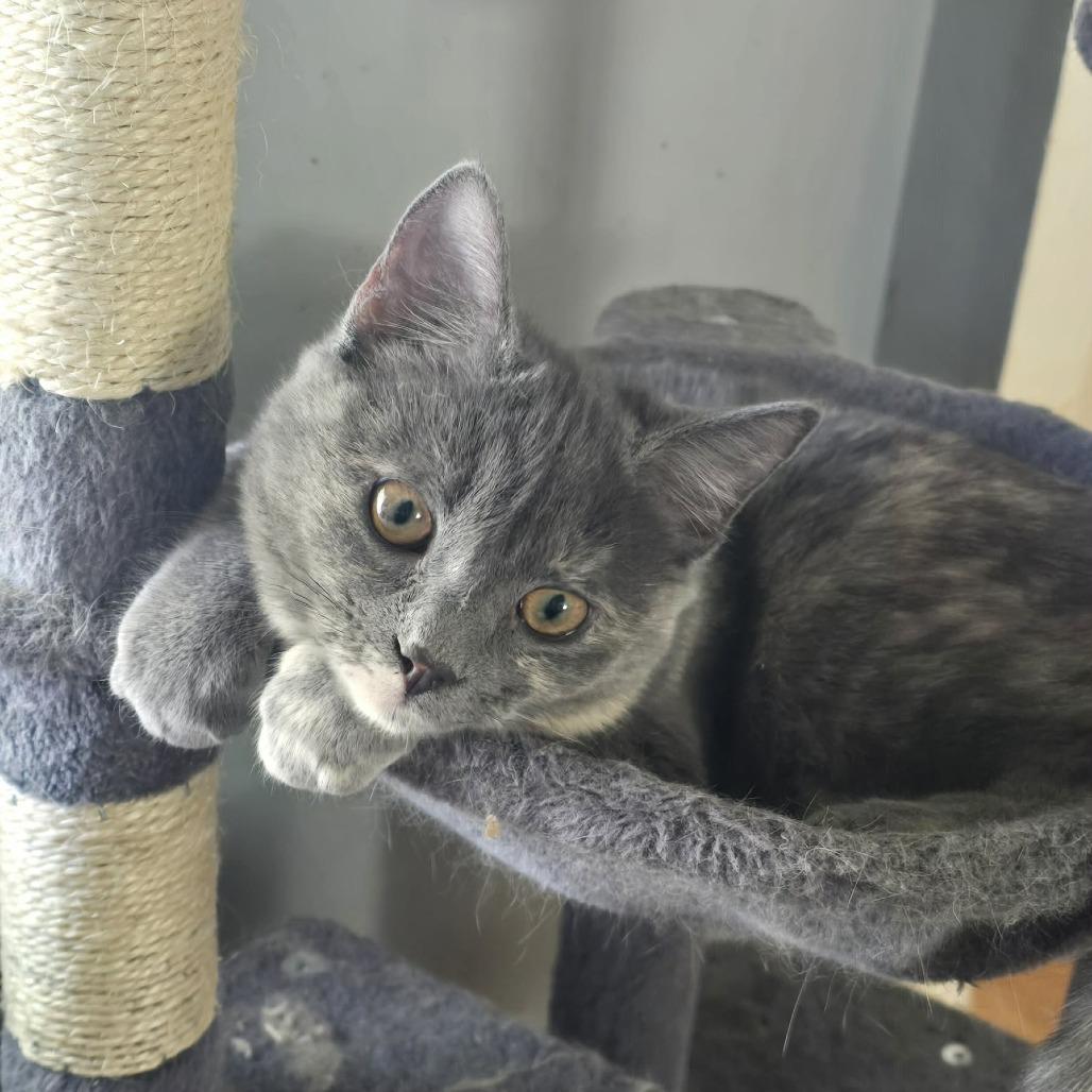 Enlarge Giulia, a Adoptable Domestic Short Hair in Jarrettsville, MD image 1/6