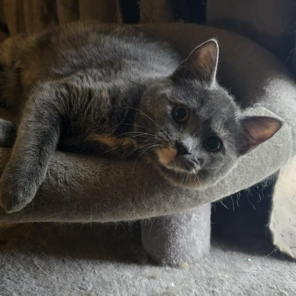 Enlarge Giulia, a Adoptable Domestic Short Hair in Jarrettsville, MD image 2/6