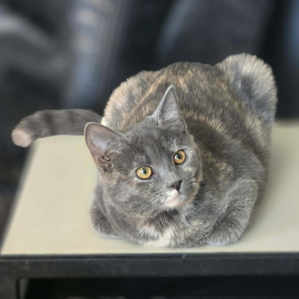 Enlarge Giulia, a Adoptable Domestic Short Hair in Jarrettsville, MD image 3/6