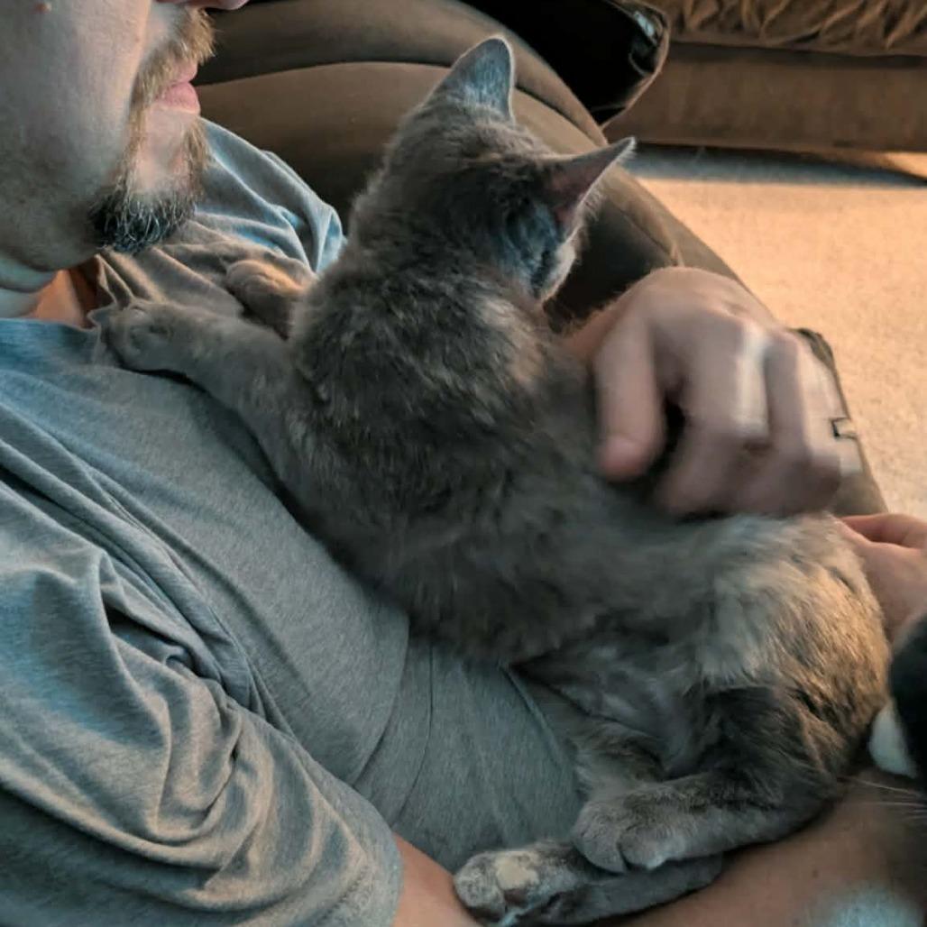 Enlarge Giulia, a Adoptable Domestic Short Hair in Jarrettsville, MD image 4/6