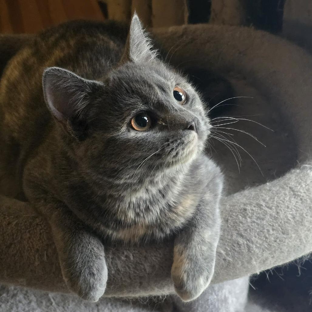 Enlarge Giulia, a Adoptable Domestic Short Hair in Jarrettsville, MD image 5/6