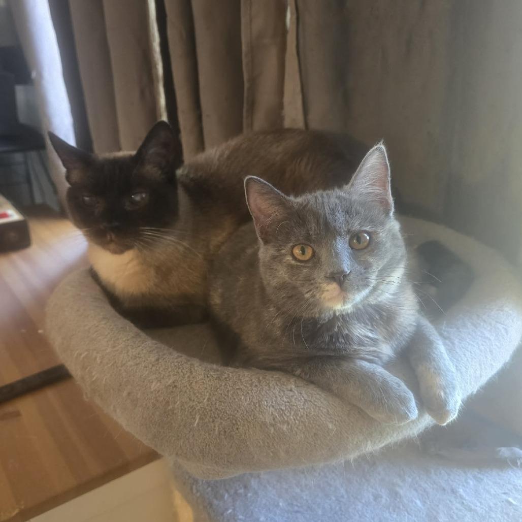 Enlarge Giulia, a Adoptable Domestic Short Hair in Jarrettsville, MD image 6/6